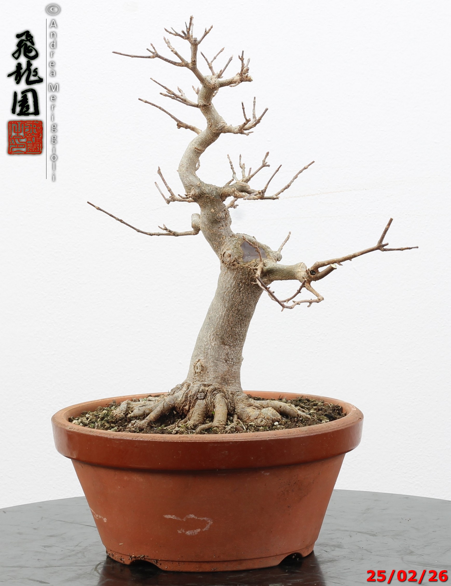 Acer buergerianum - immagine 2