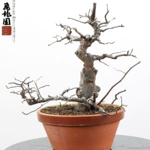 Pseudocydonia sinensis