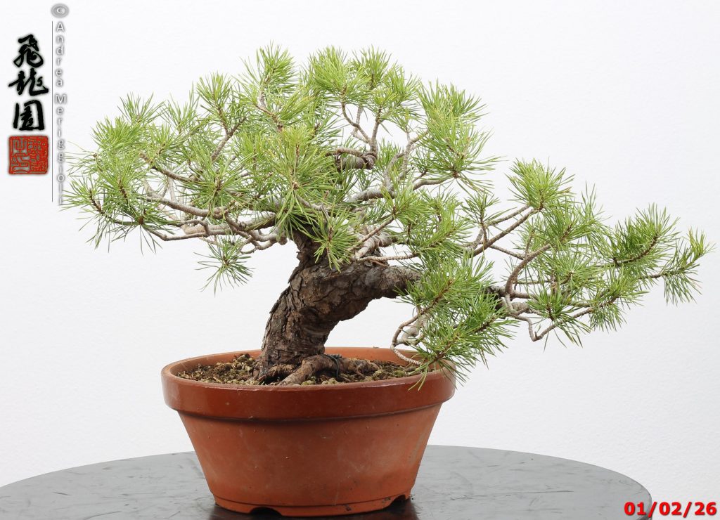 Pinus sylvestris
