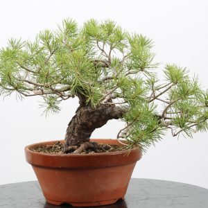 Pinus sylvestris