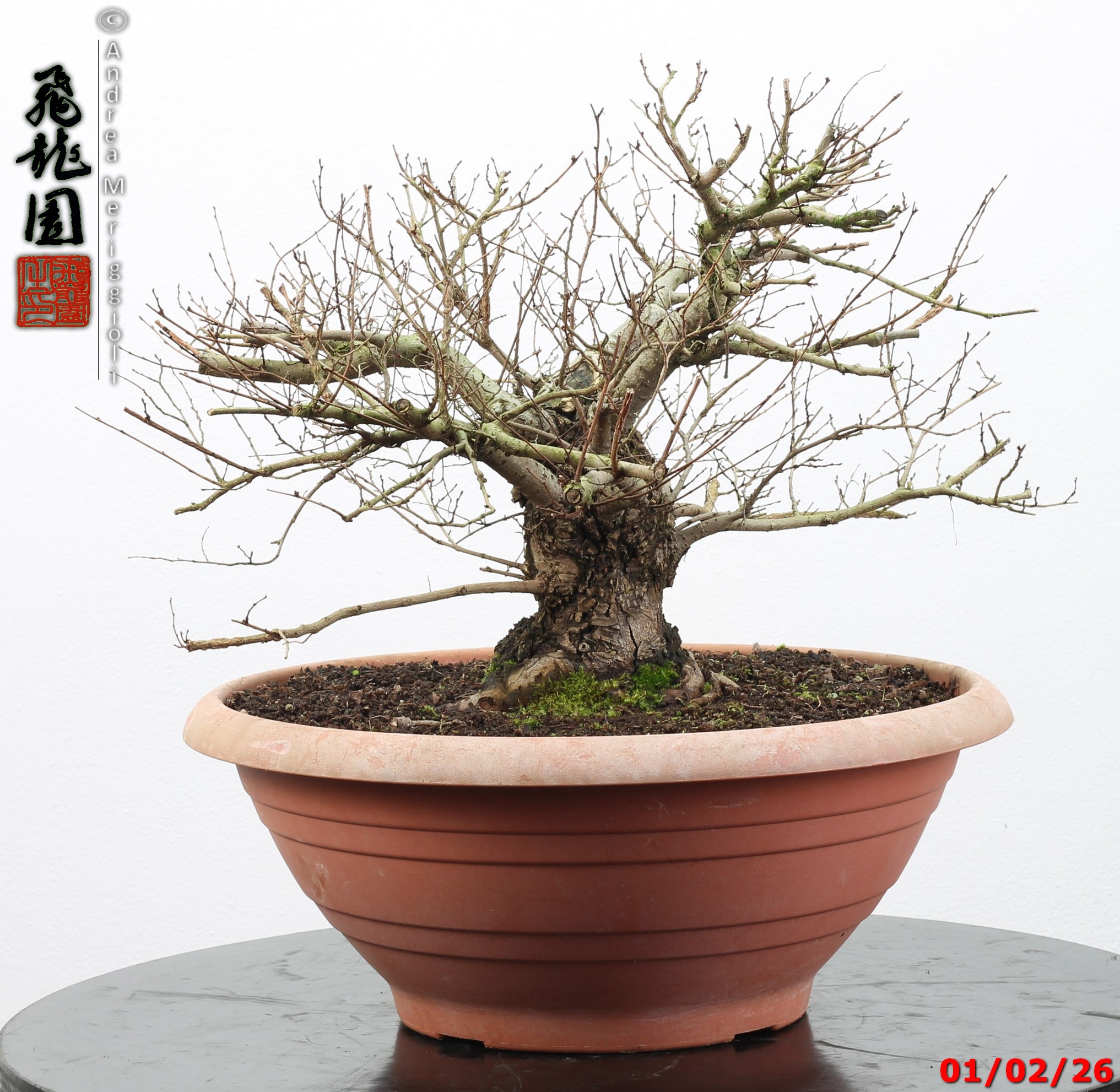 Ulmus minor - Image 8