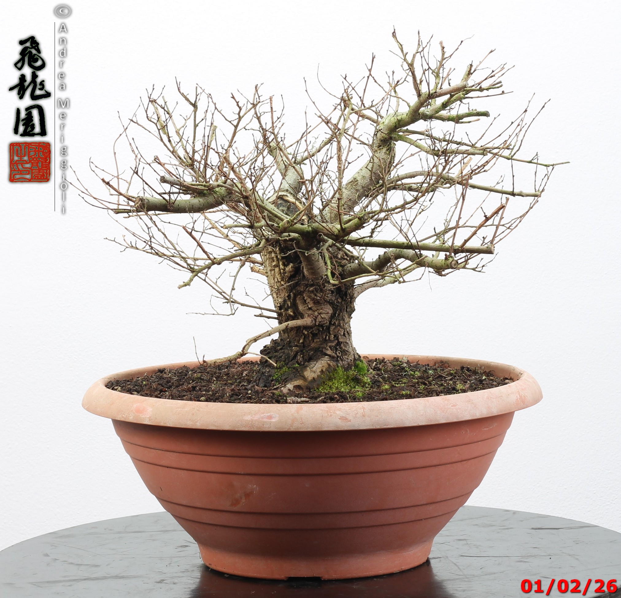 Ulmus minor - Image 7