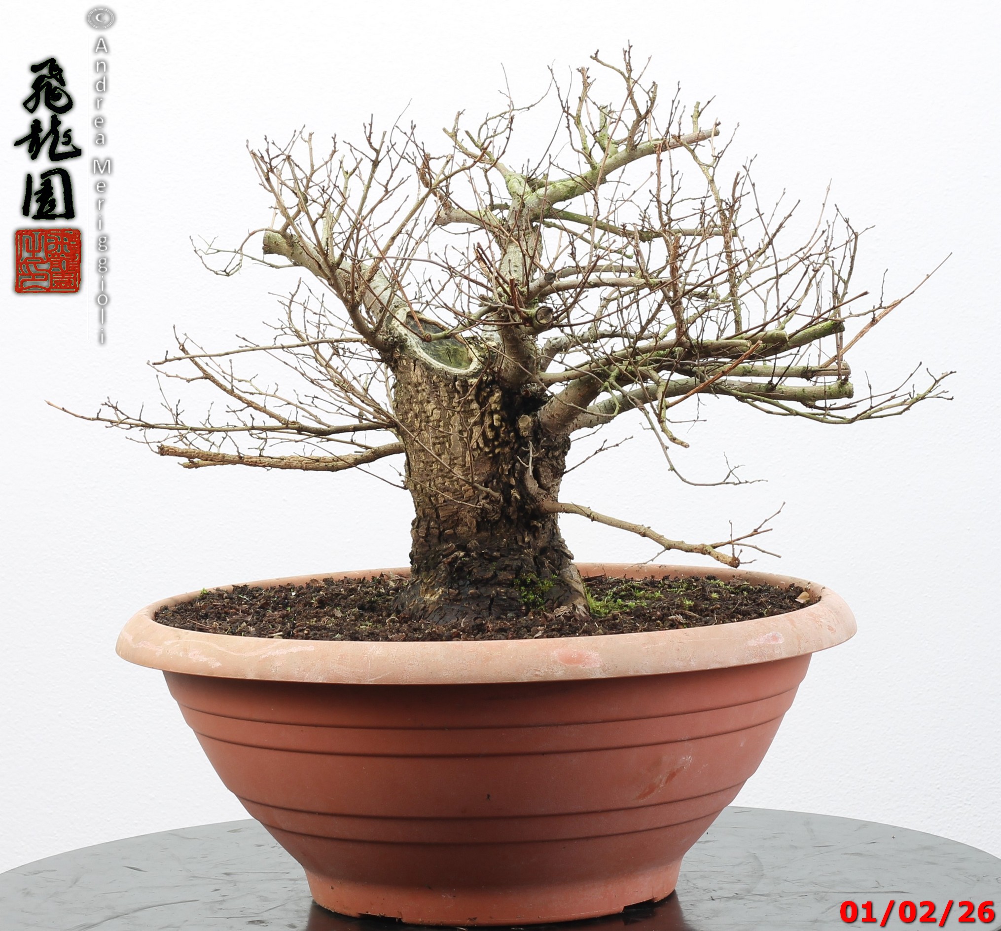 Ulmus minor - Image 6