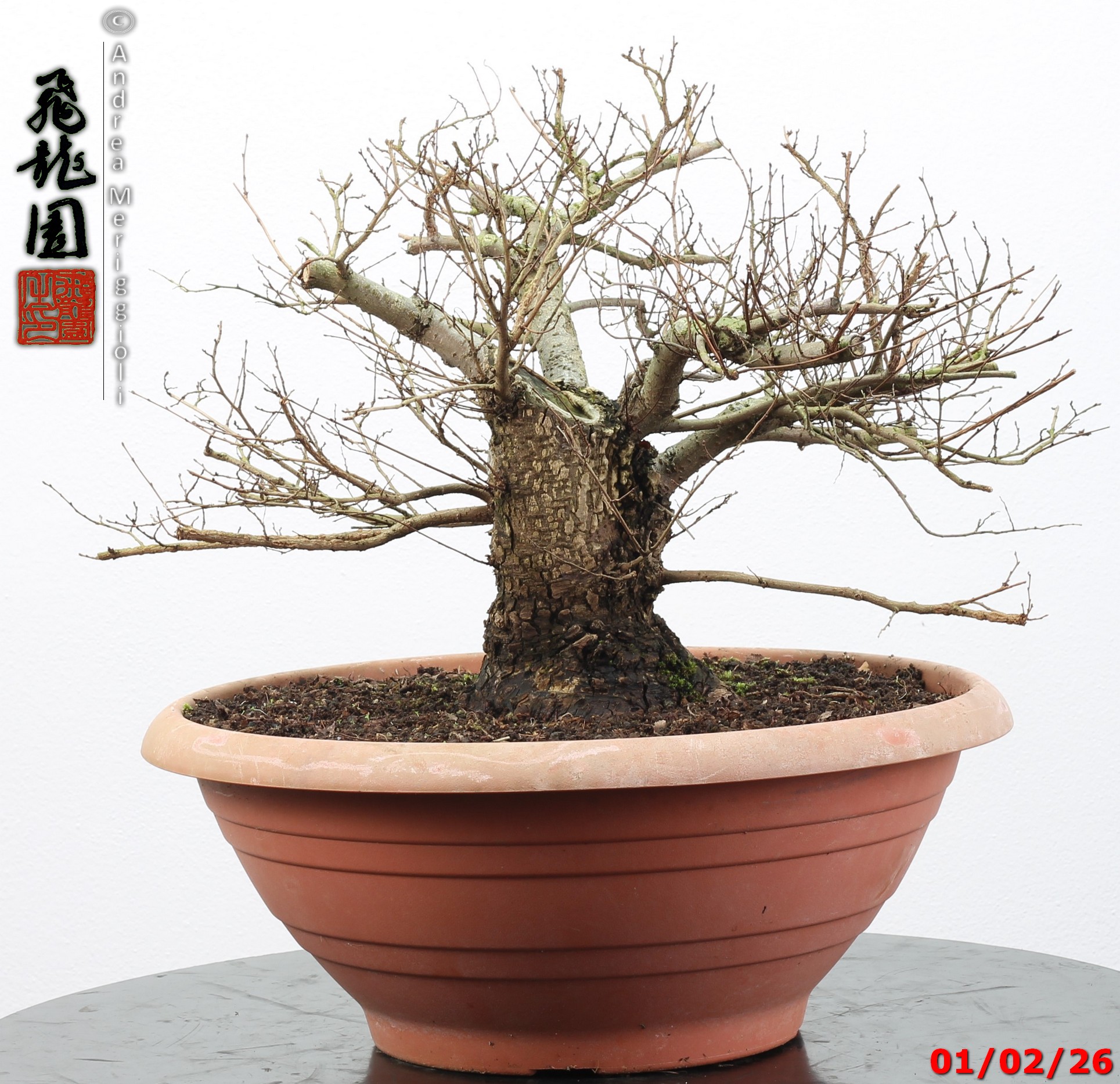 Ulmus minor - Image 5