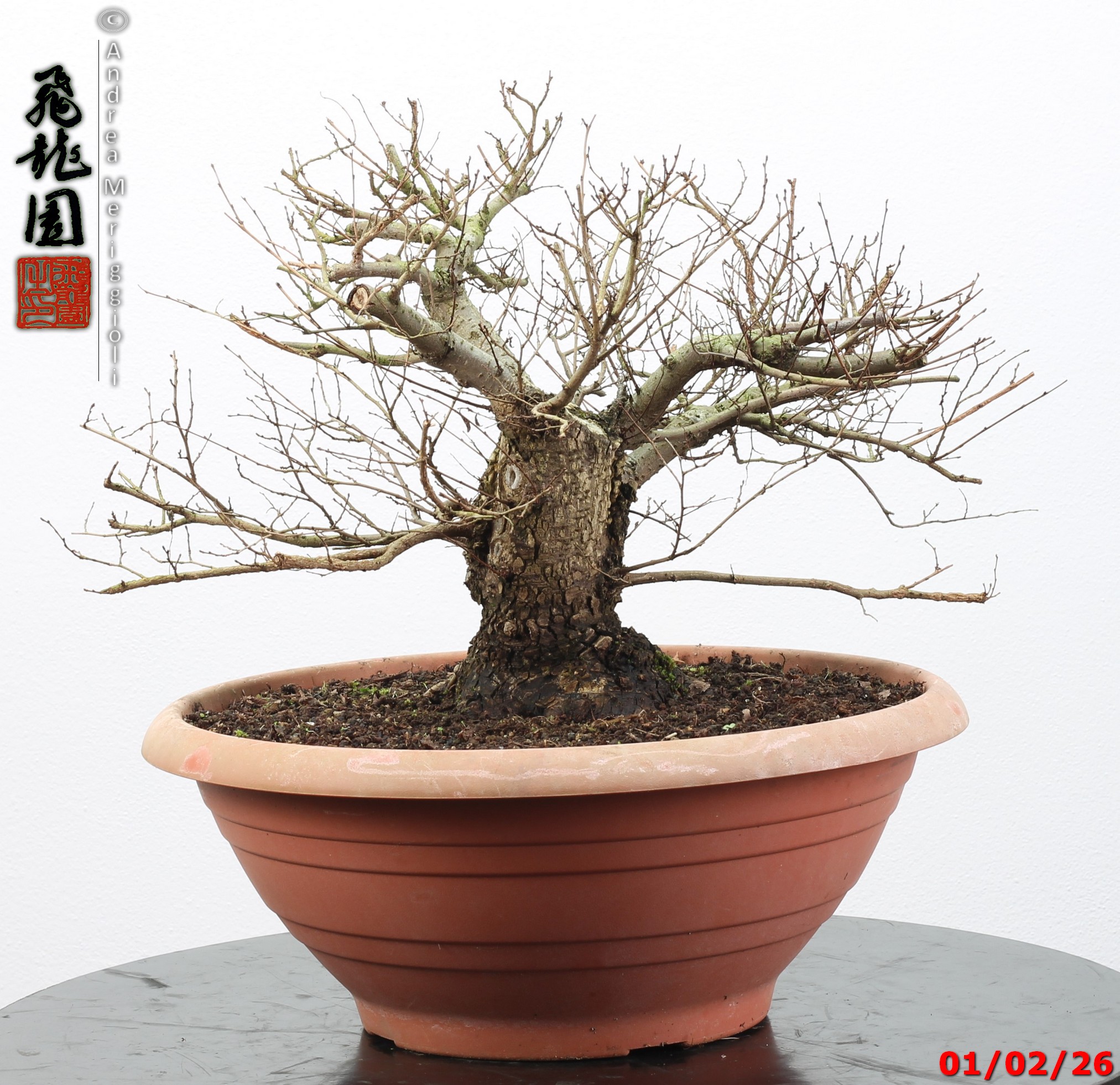 Ulmus minor - Image 4