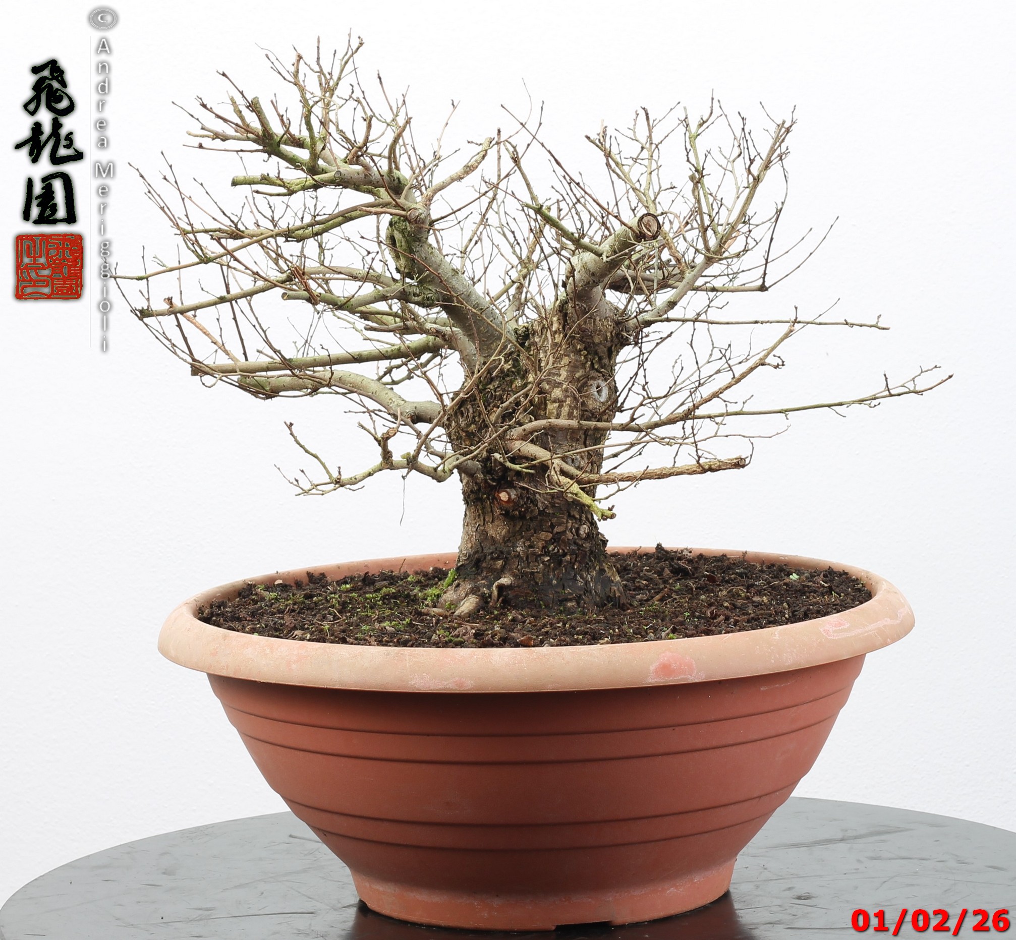 Ulmus minor - Image 3