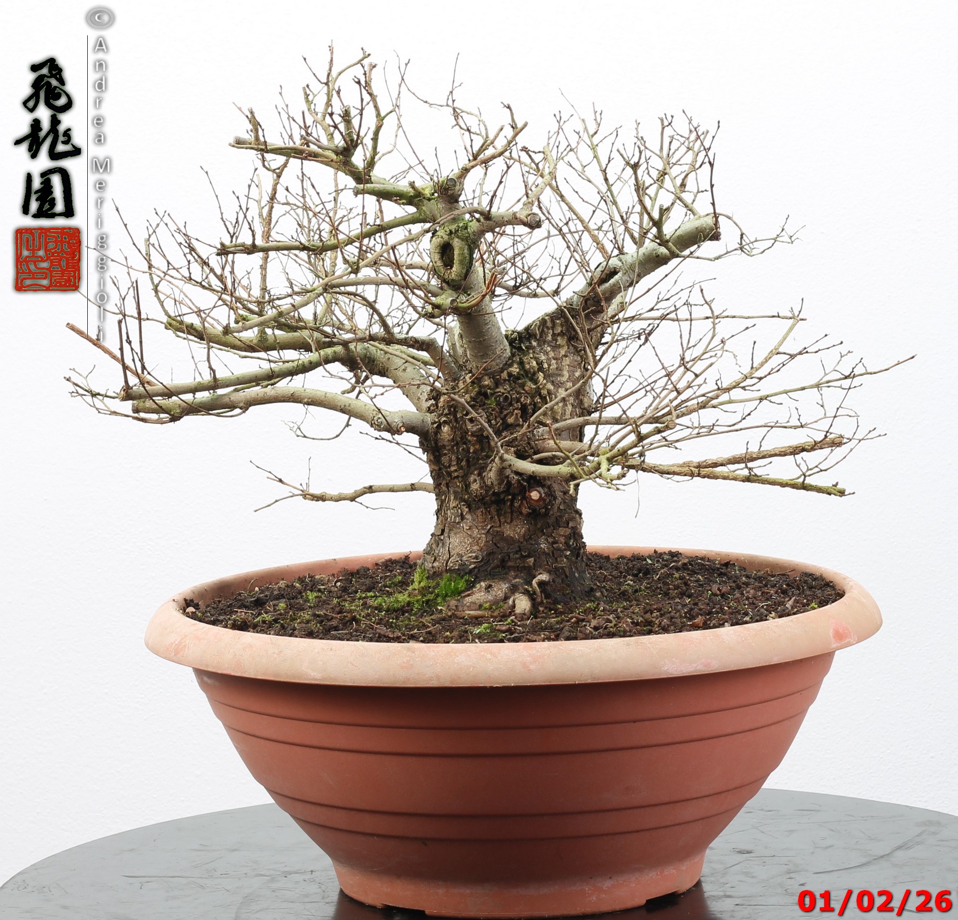 Ulmus minor - Image 2