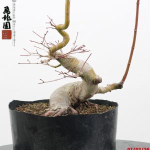 Acer palmatum shohin