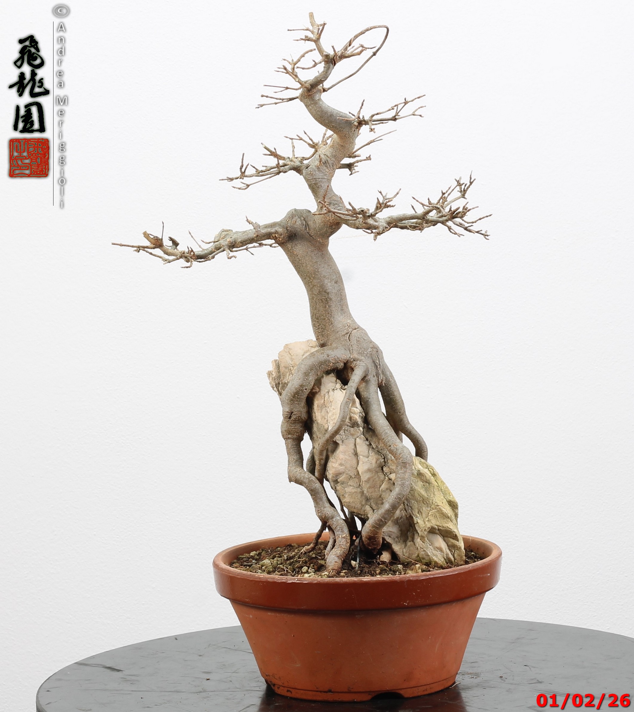 Acer buergerianum ishizuki - immagine 10