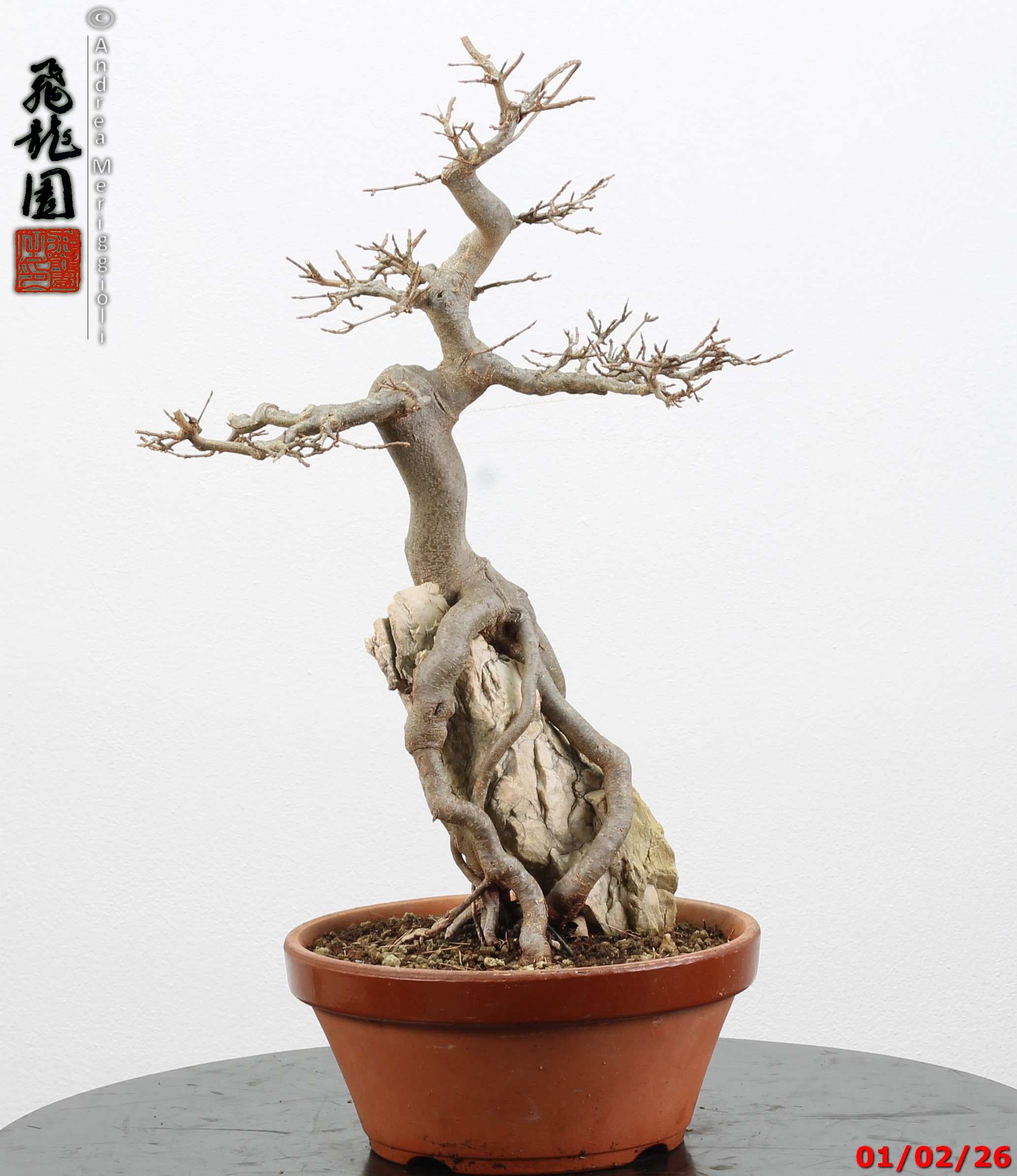 Acer buergerianum ishizuki - immagine 9
