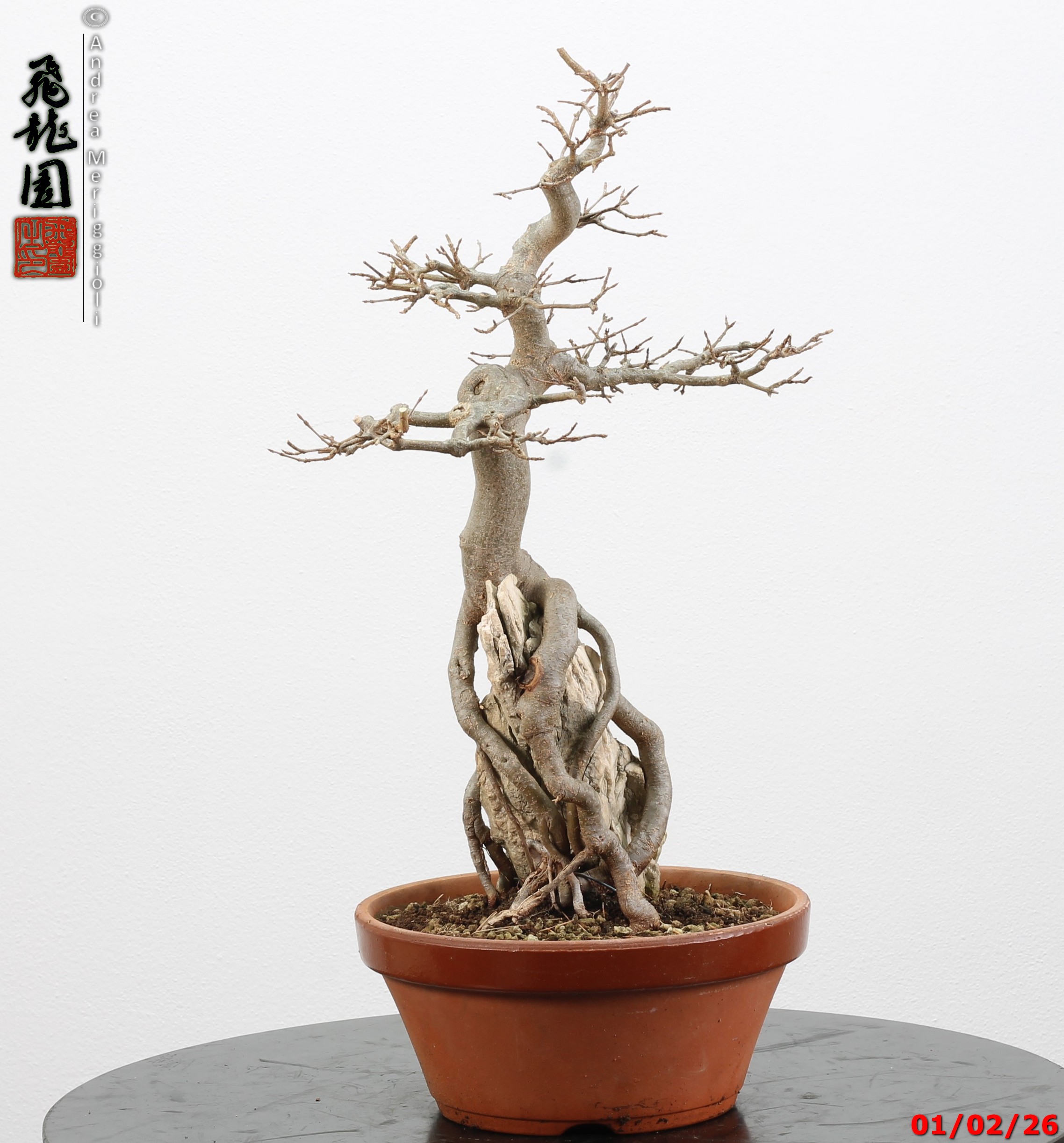 Acer buergerianum ishizuki - immagine 8