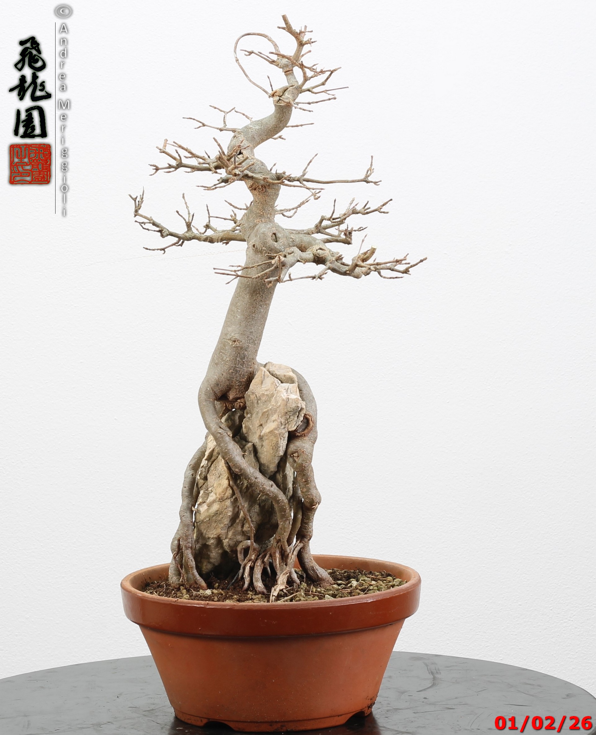 Acer buergerianum ishizuki - immagine 7