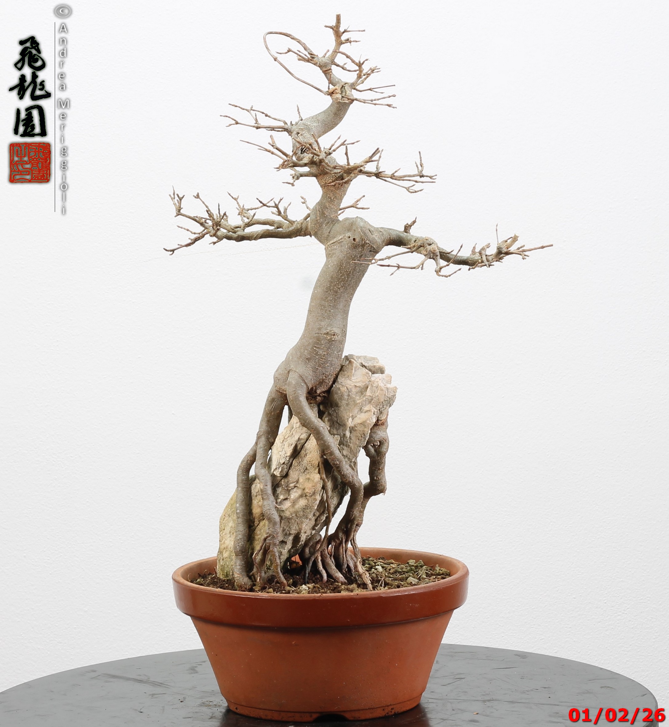 Acer buergerianum ishizuki - immagine 6