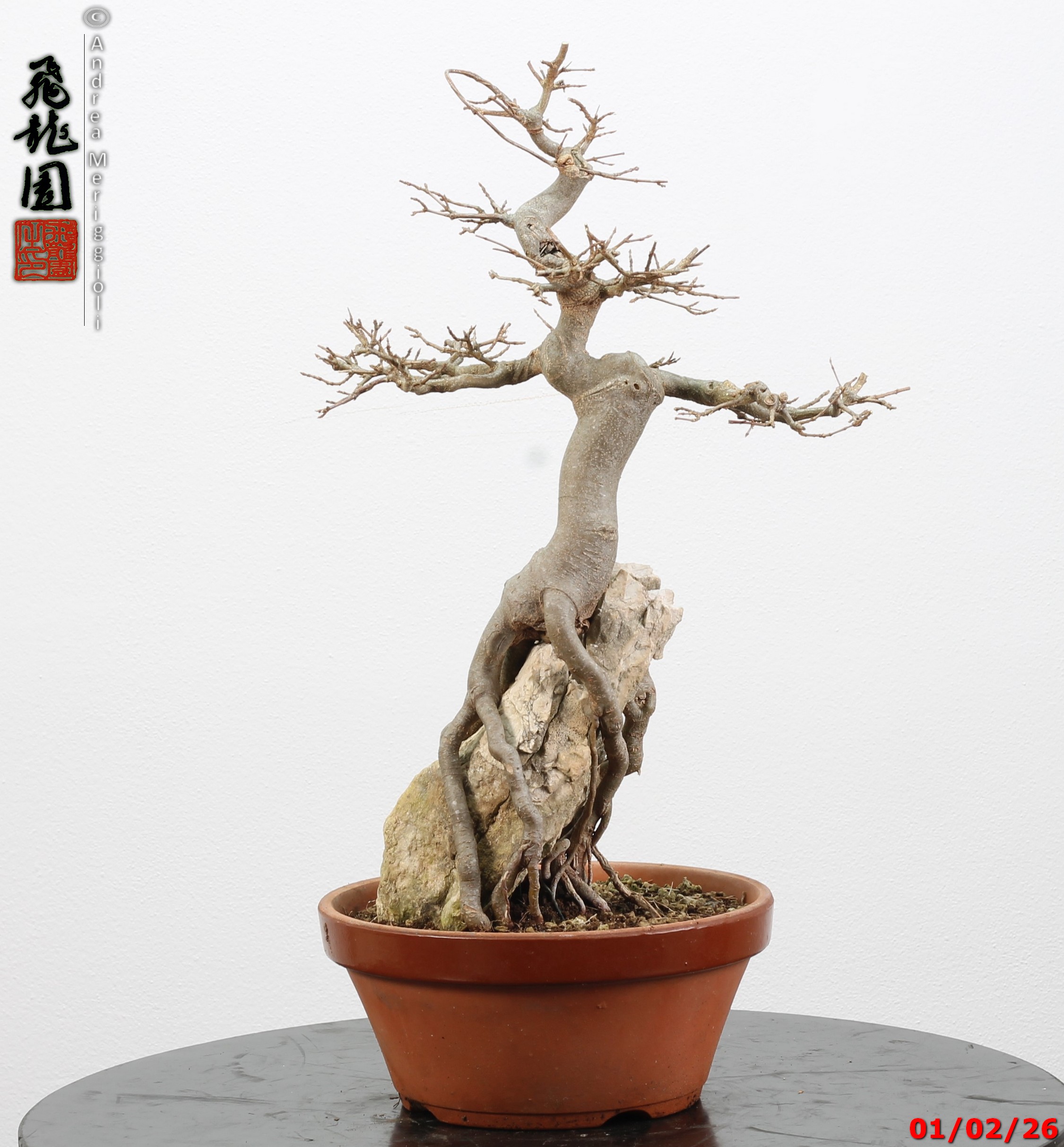Acer buergerianum ishizuki - immagine 5