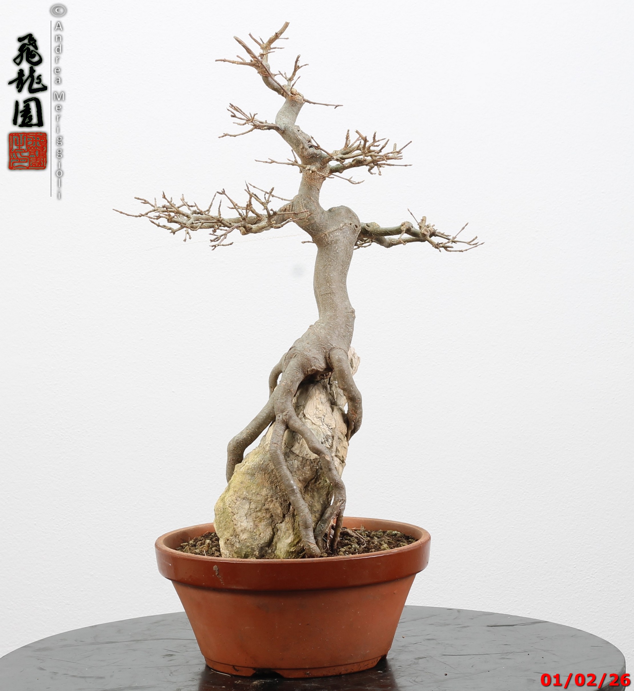 Acer buergerianum ishizuki - immagine 4