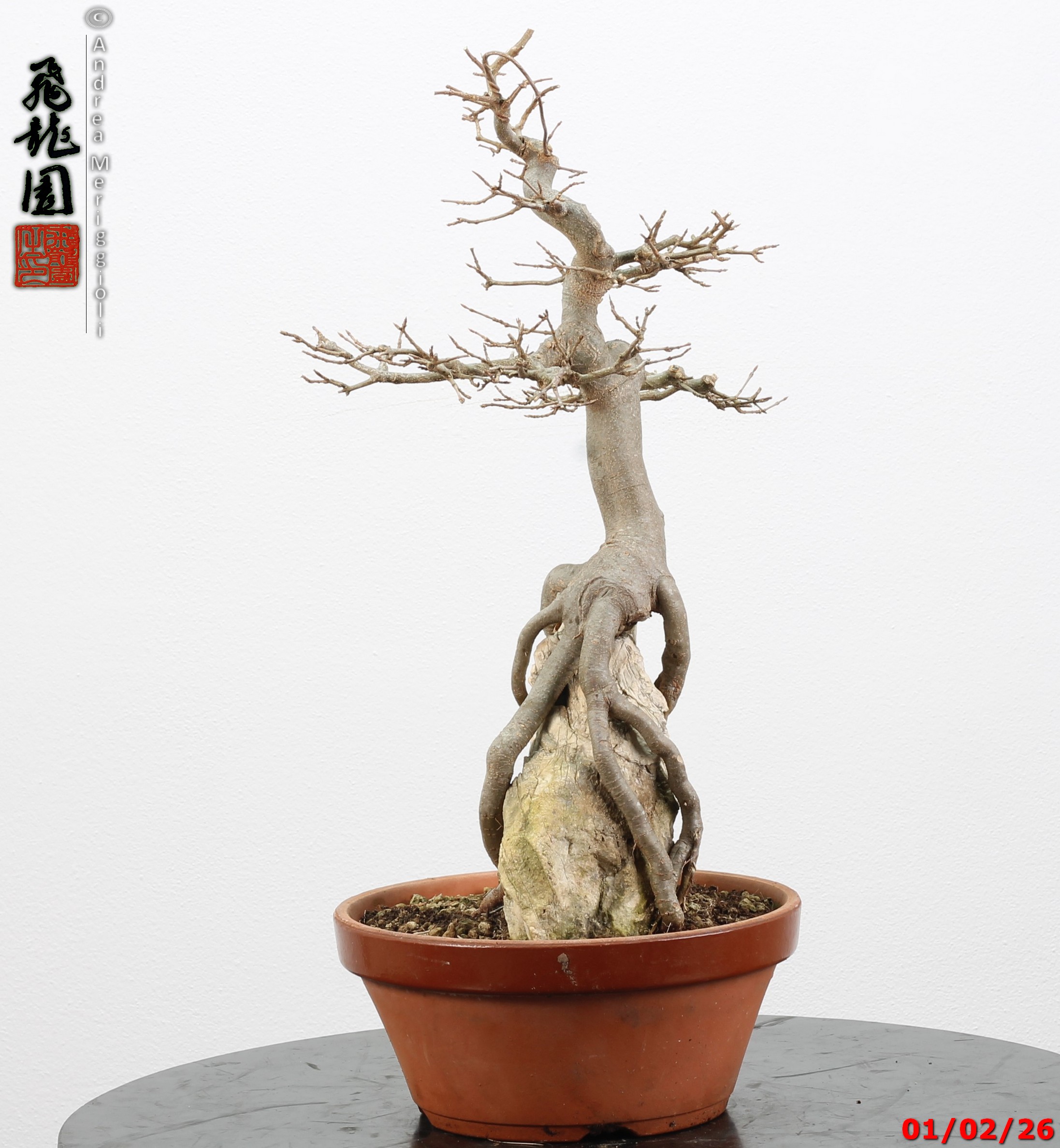 Acer buergerianum ishizuki - immagine 3