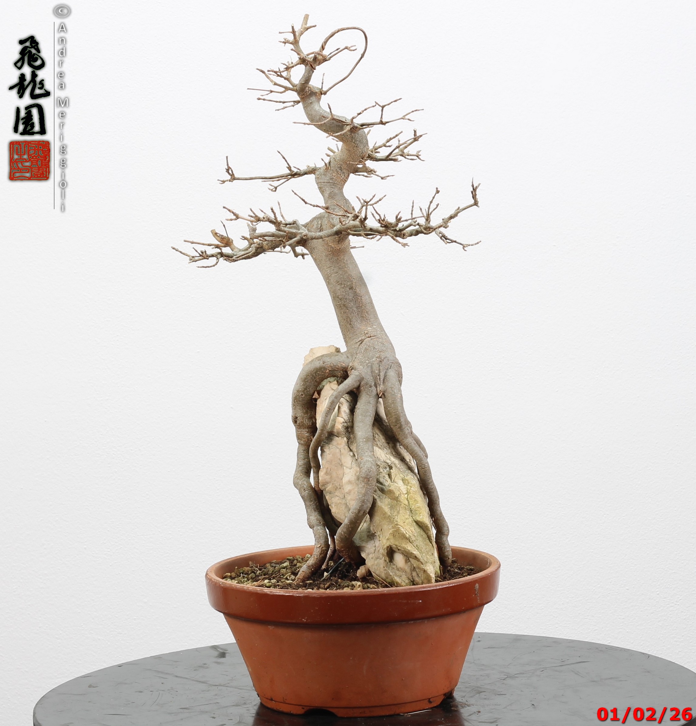 Acer buergerianum ishizuki - immagine 2