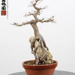 Acer buergerianum ishizuki