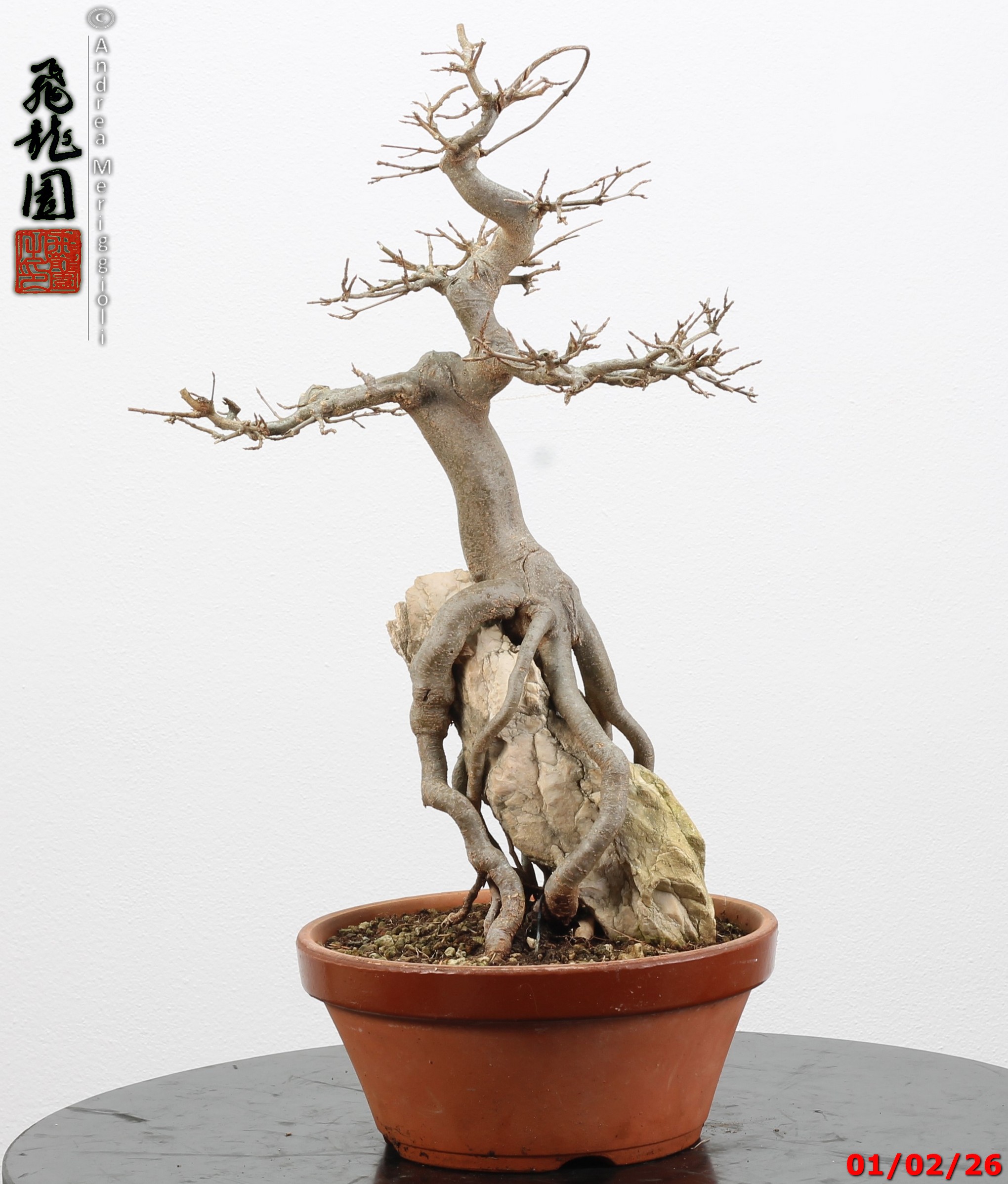 Acer buergerianum ishizuki