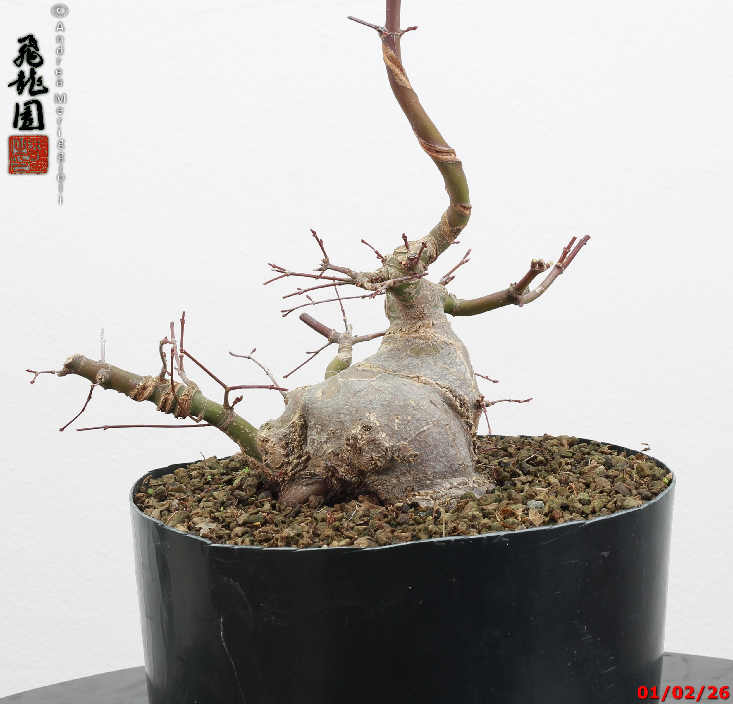 Acer palmatum shohin - immagine 13