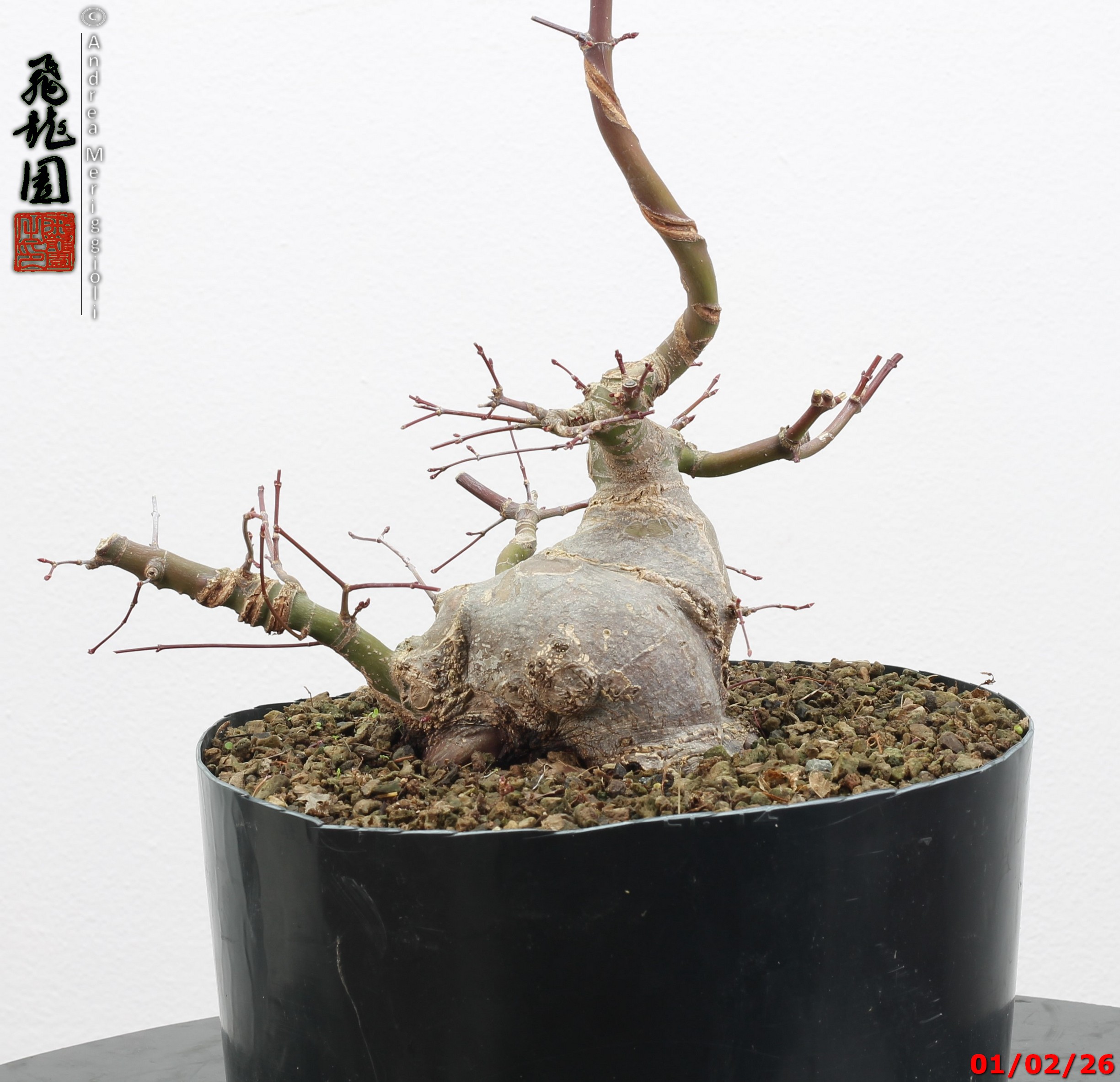 Acer palmatum shohin - immagine 12