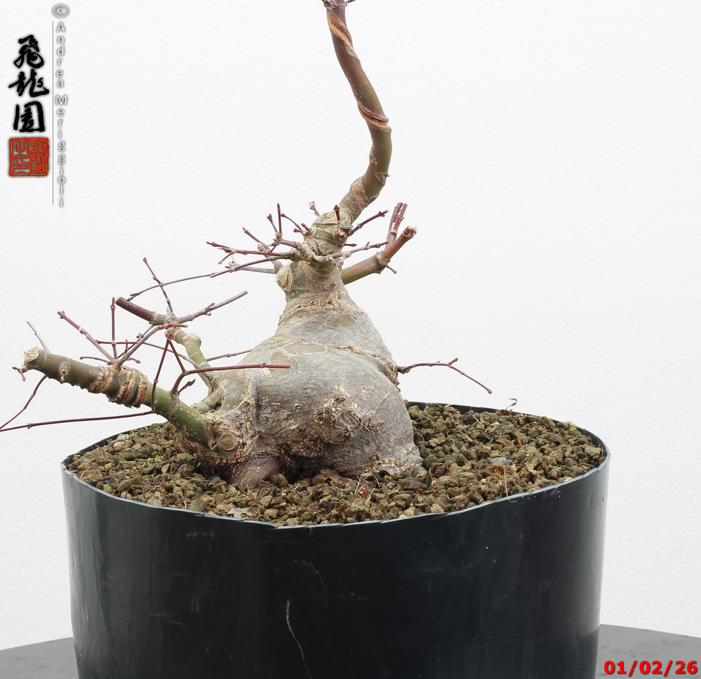 Acer palmatum shohin - immagine 11