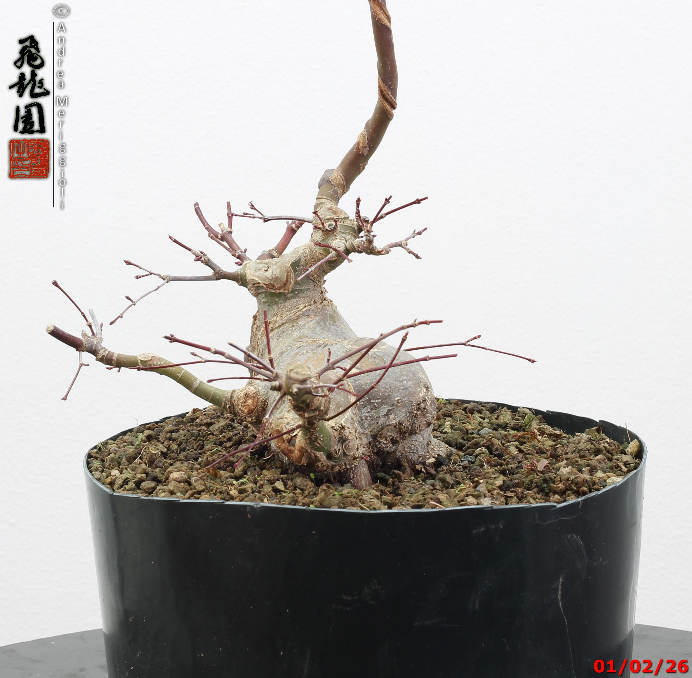 Acer palmatum shohin - immagine 9