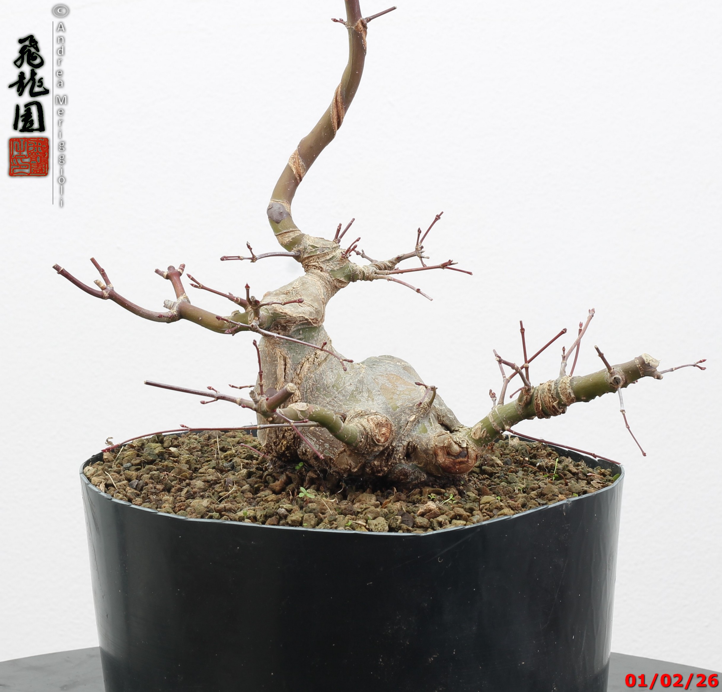 Acer palmatum shohin - immagine 7