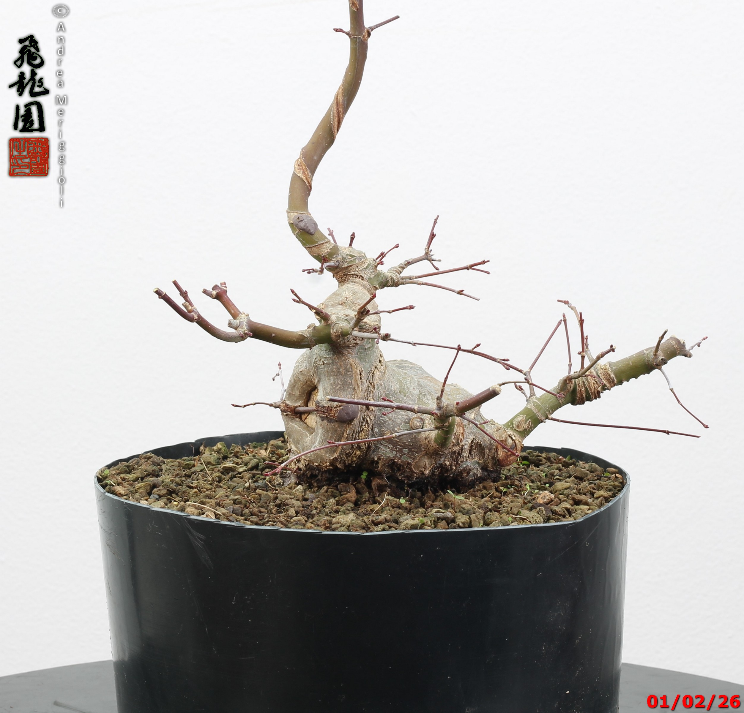 Acer palmatum shohin - immagine 6