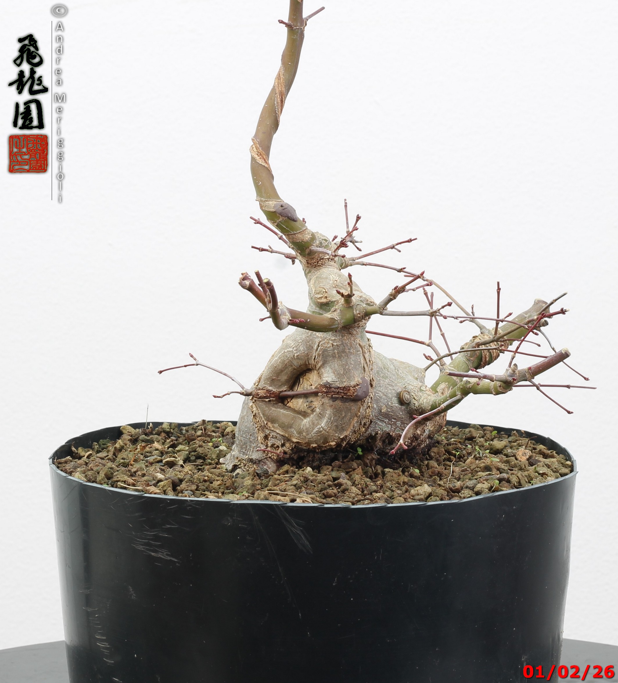 Acer palmatum shohin - immagine 5