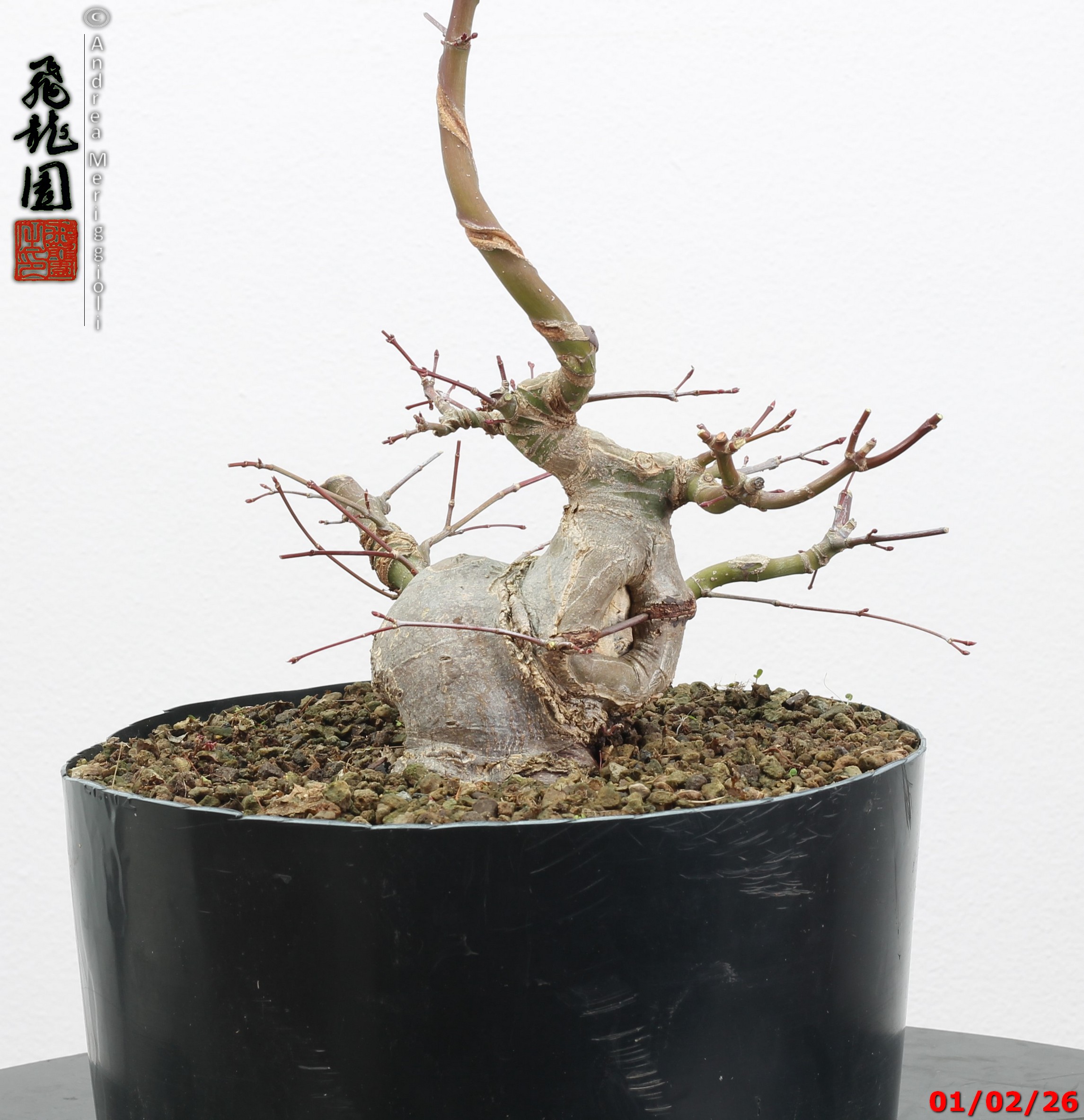 Acer palmatum shohin - immagine 3