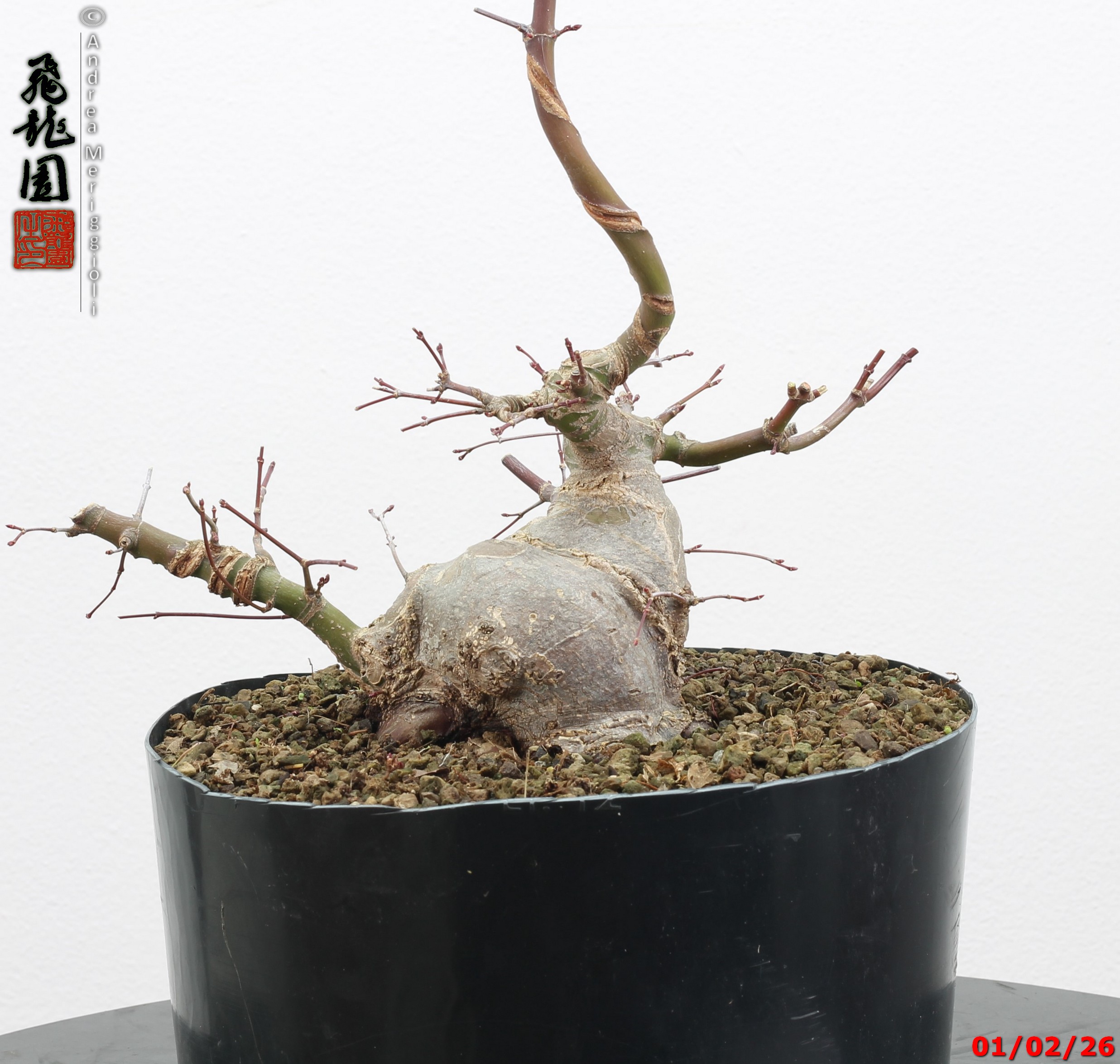 Acer palmatum shohin
