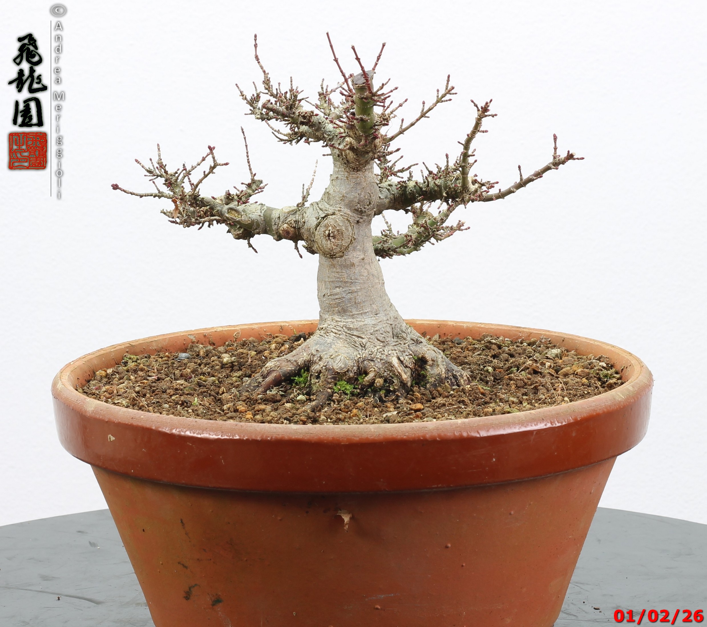 Acer palmatum kotohime shohin - immagine 2