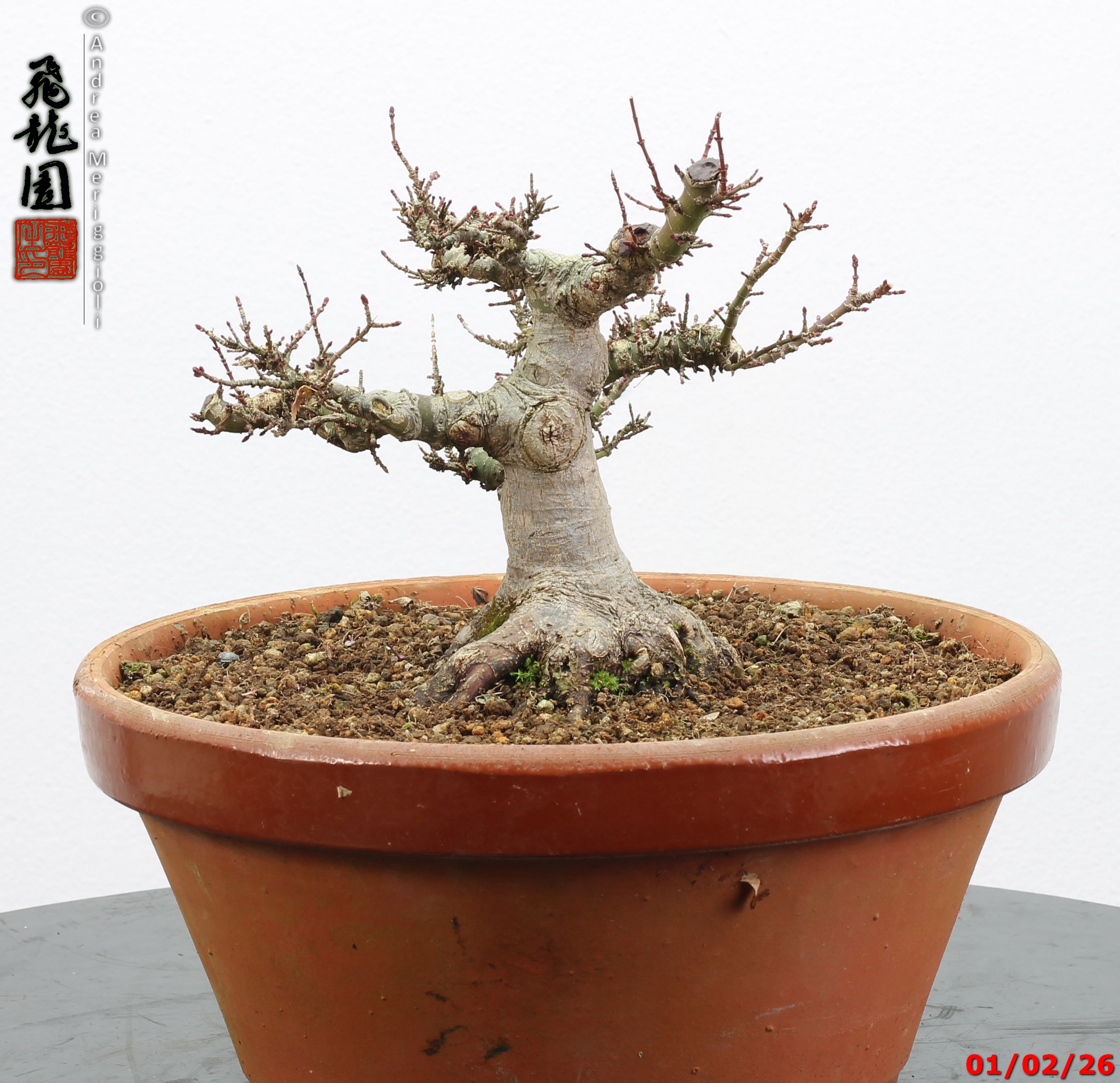 Acer palmatum kotohime shohin - immagine 11