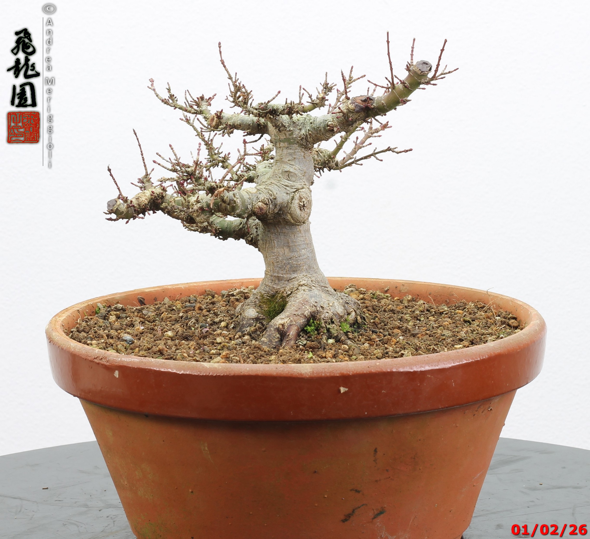 Acer palmatum kotohime shohin - immagine 10