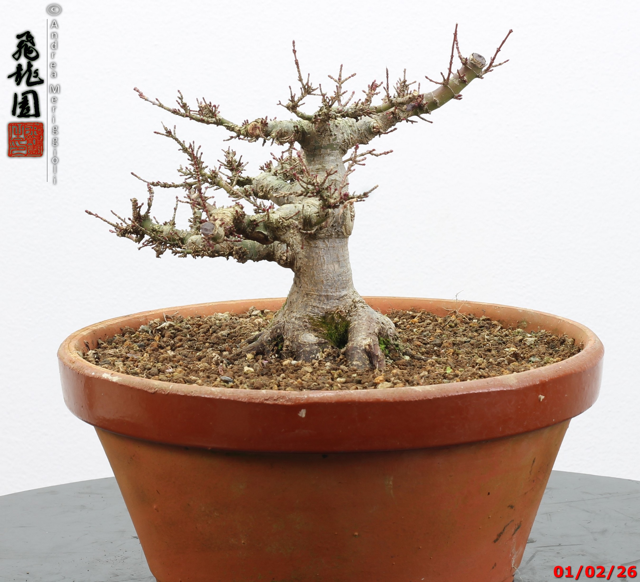 Acer palmatum kotohime shohin - immagine 9