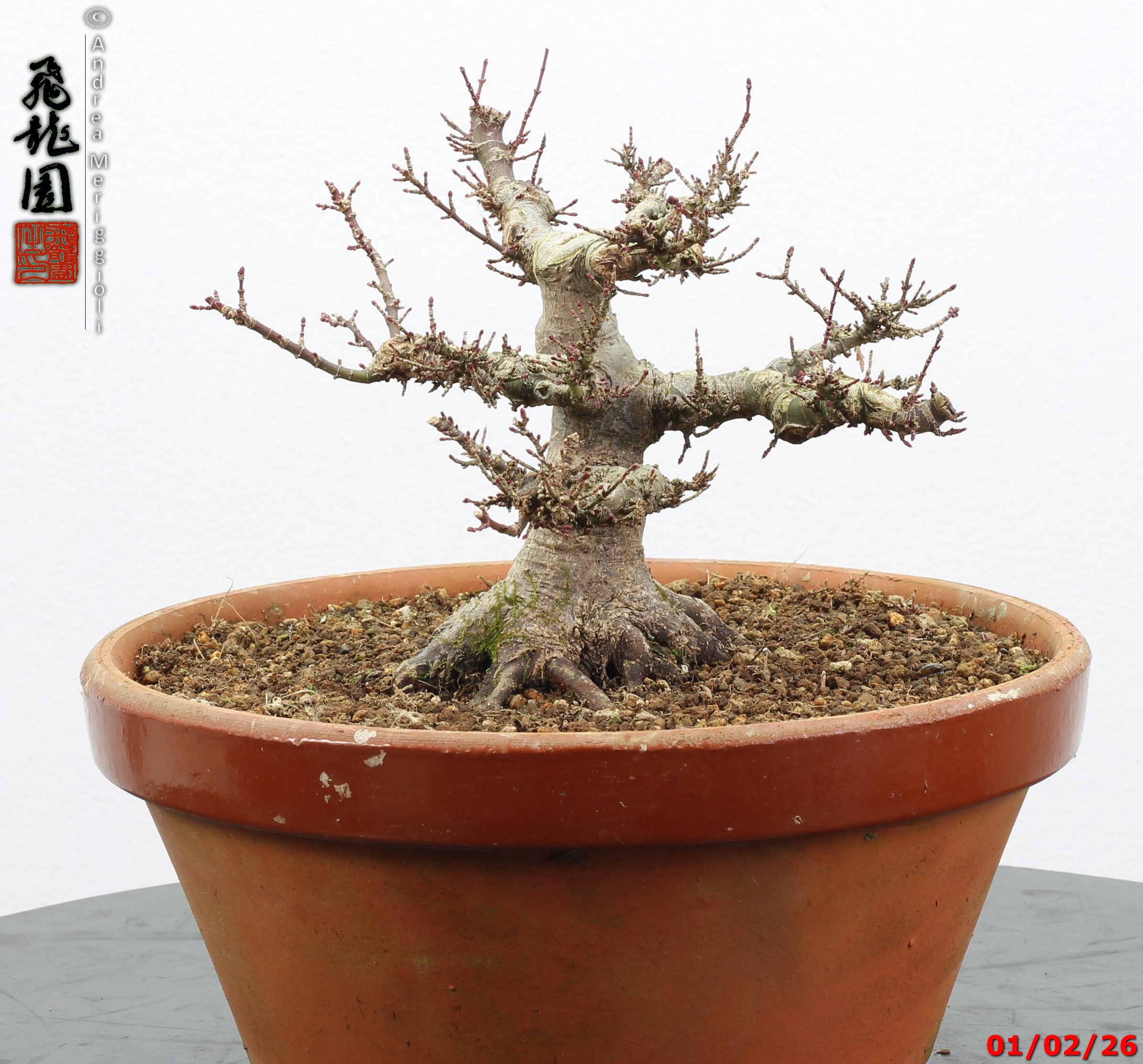 Acer palmatum kotohime shohin - immagine 6