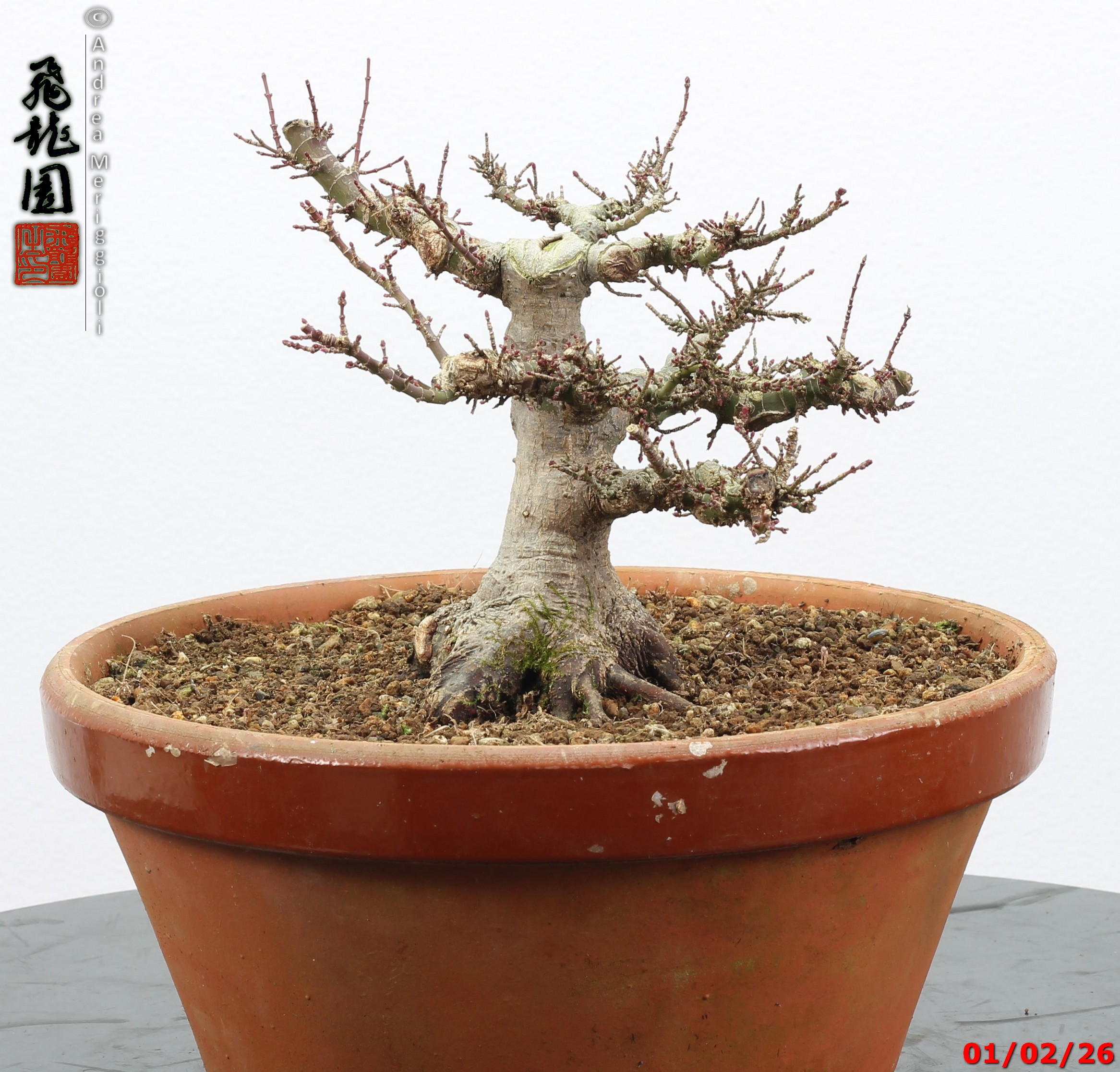 Acer palmatum kotohime shohin - immagine 5