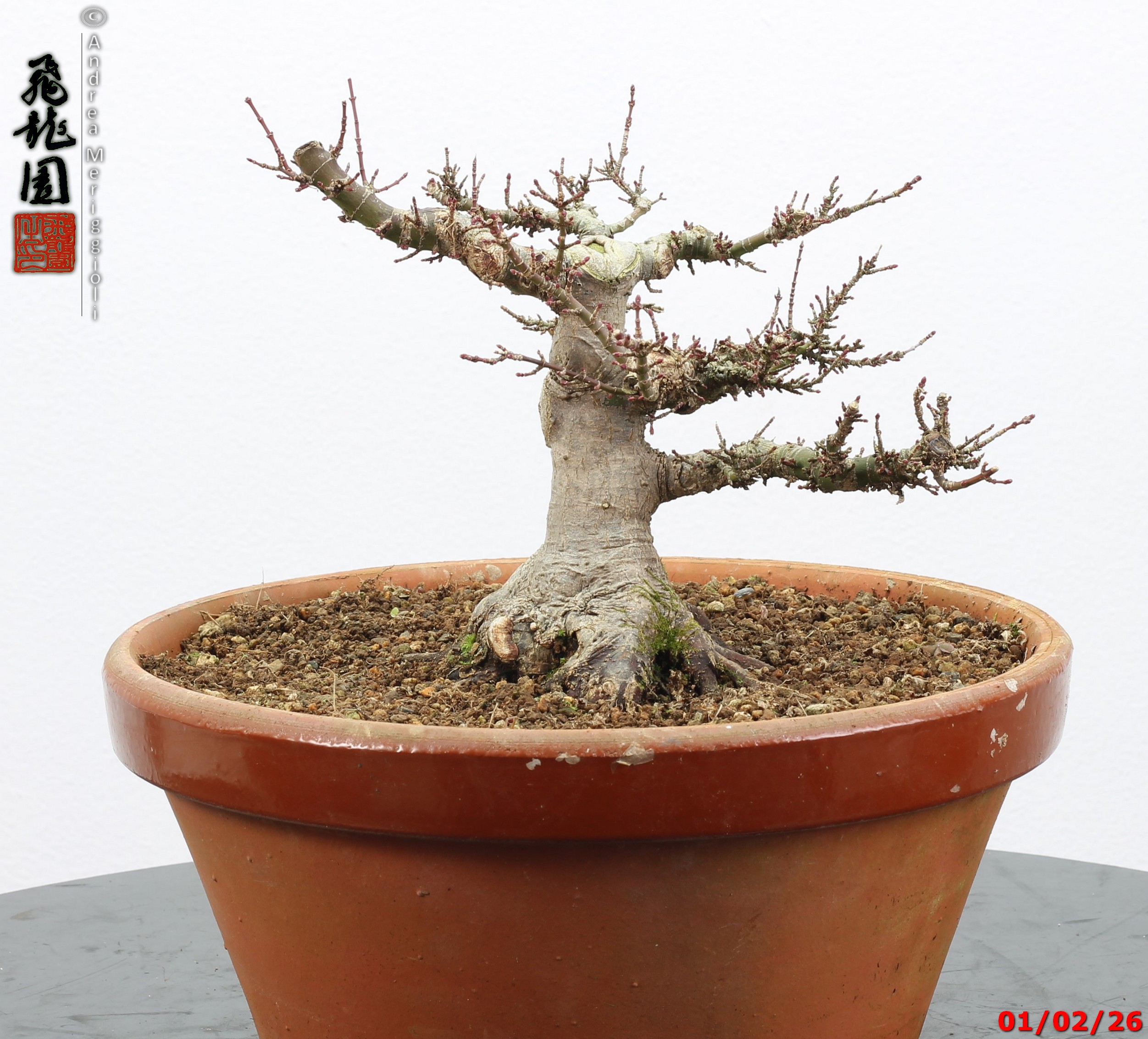 Acer palmatum kotohime shohin - immagine 4