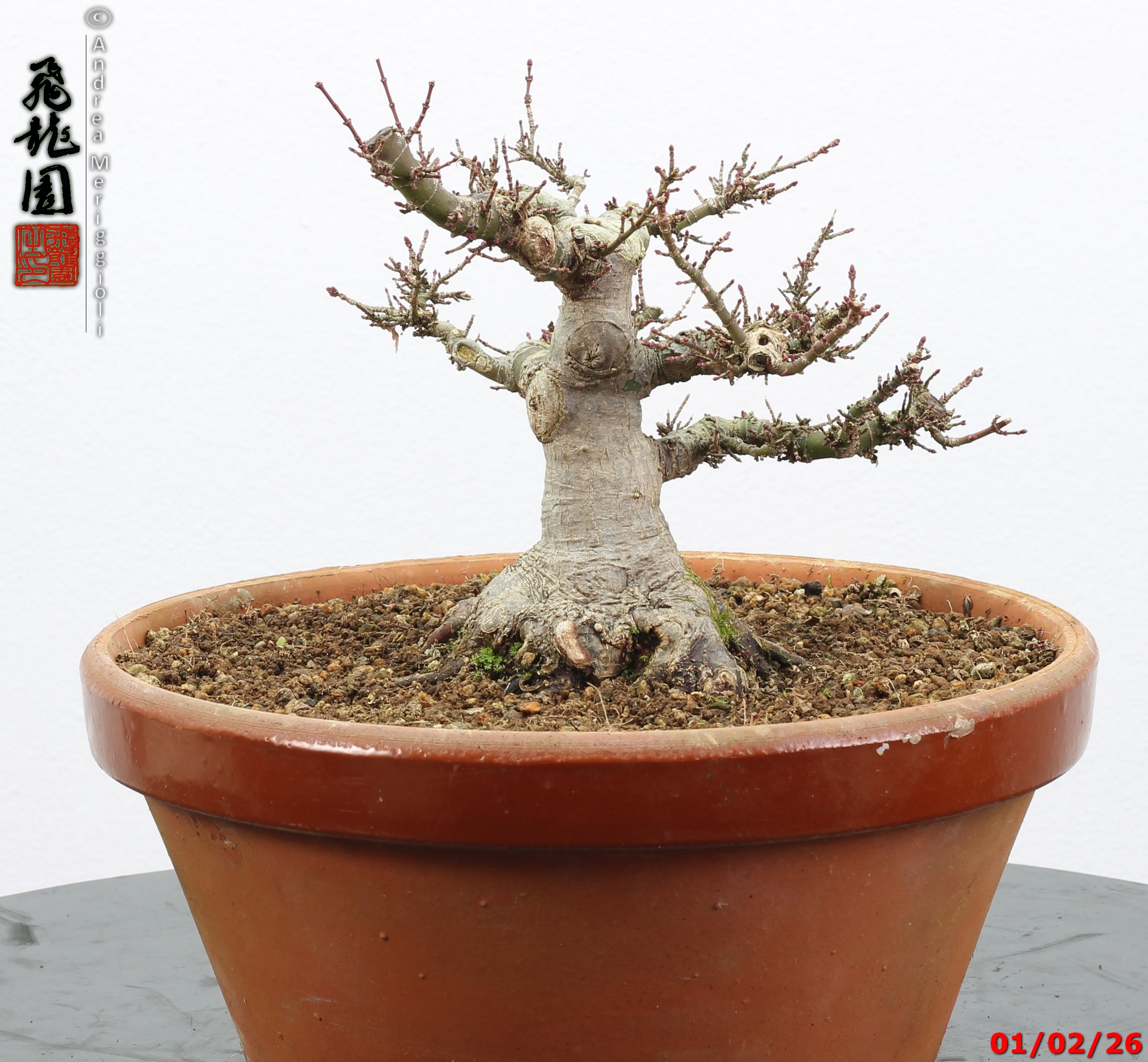 Acer palmatum kotohime shohin - immagine 3