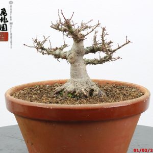 Acer palmatum kotohime shohin