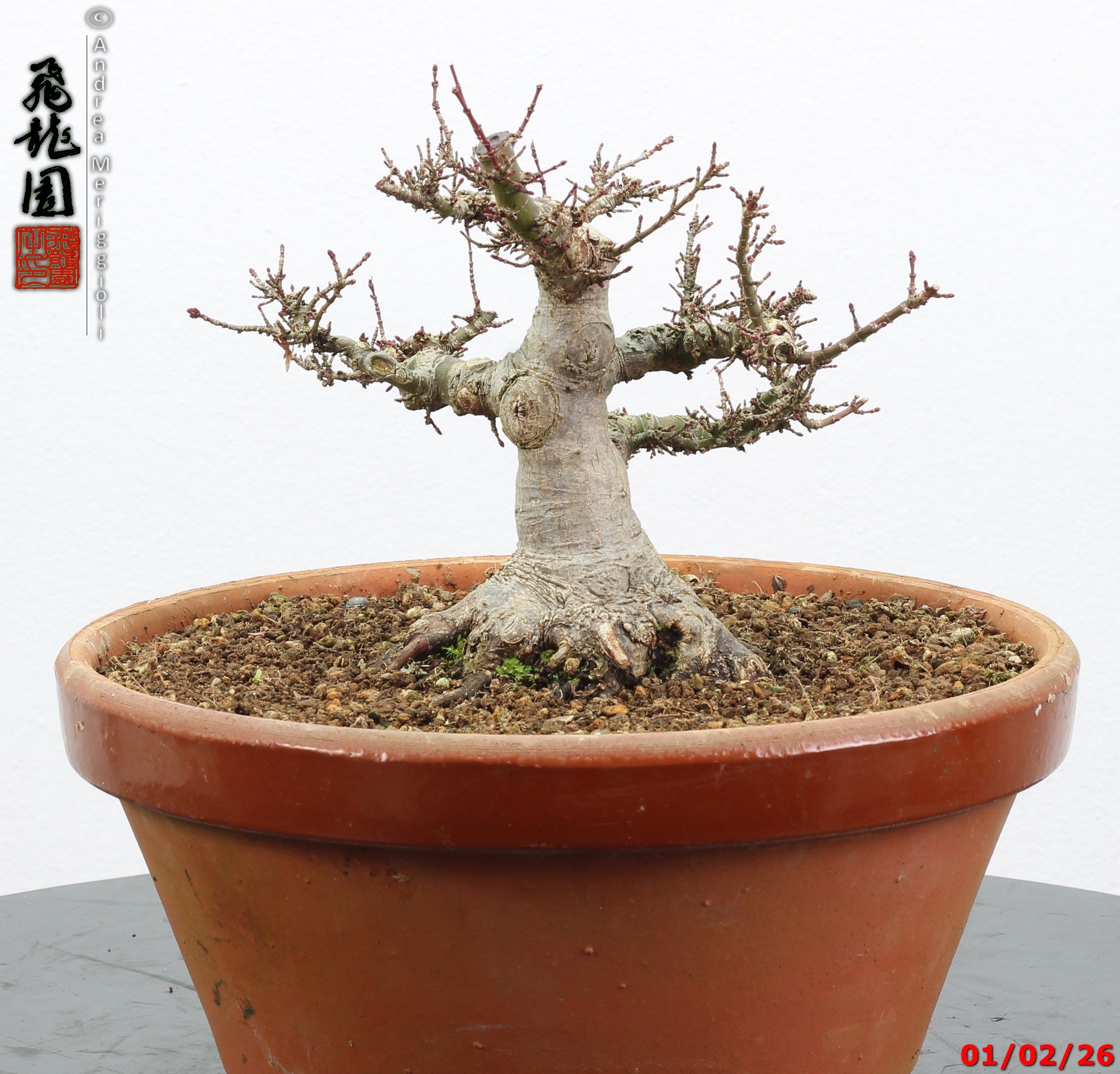Acer palmatum kotohime shohin