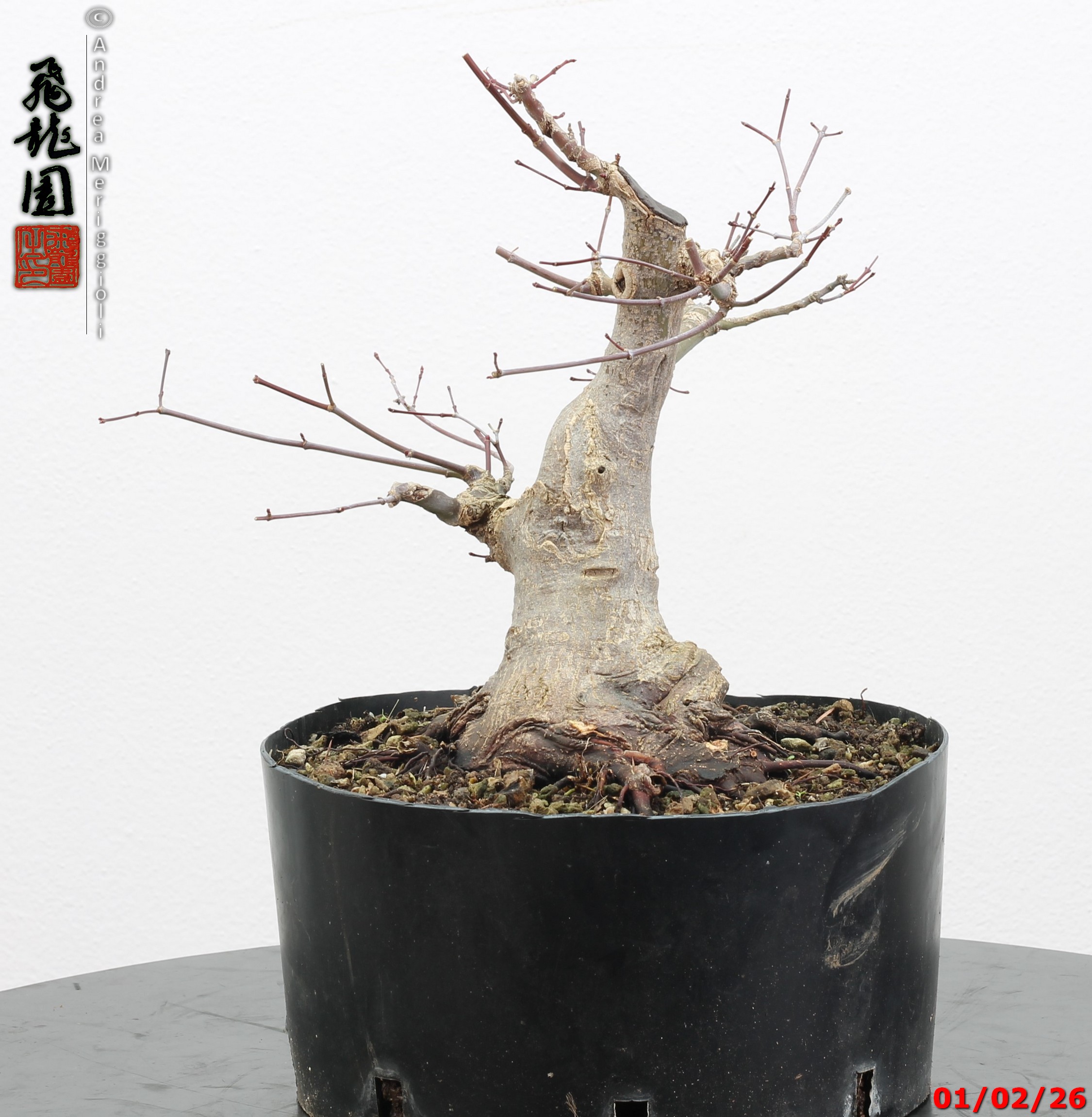 Acer palmatum shohin - immagine 12