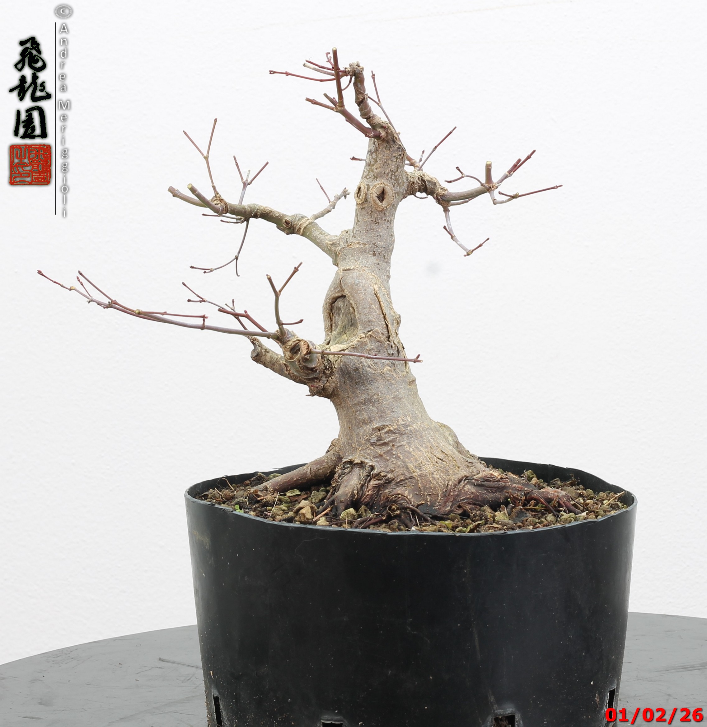 Acer palmatum shohin - immagine 10