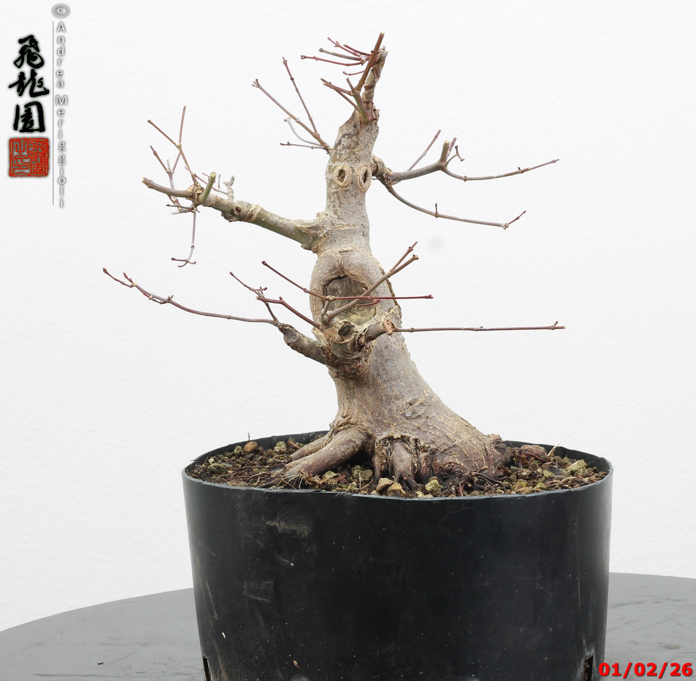 Acer palmatum shohin - immagine 9