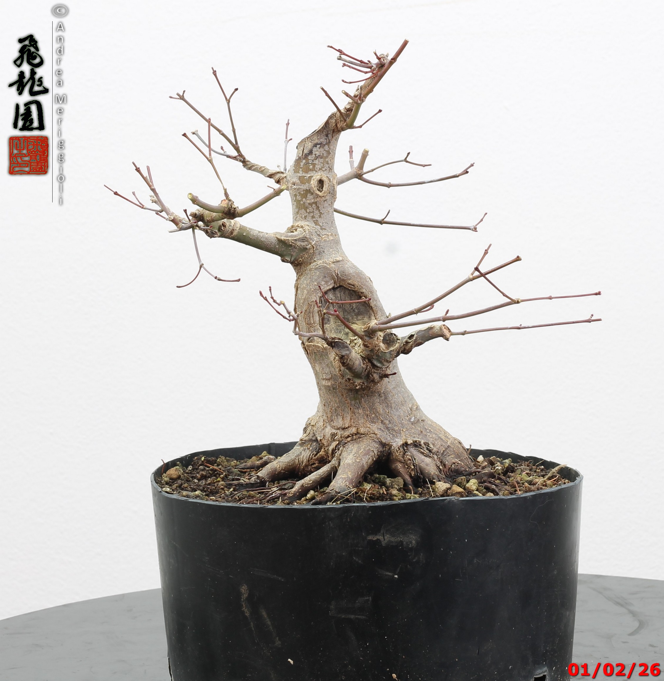 Acer palmatum shohin - immagine 8