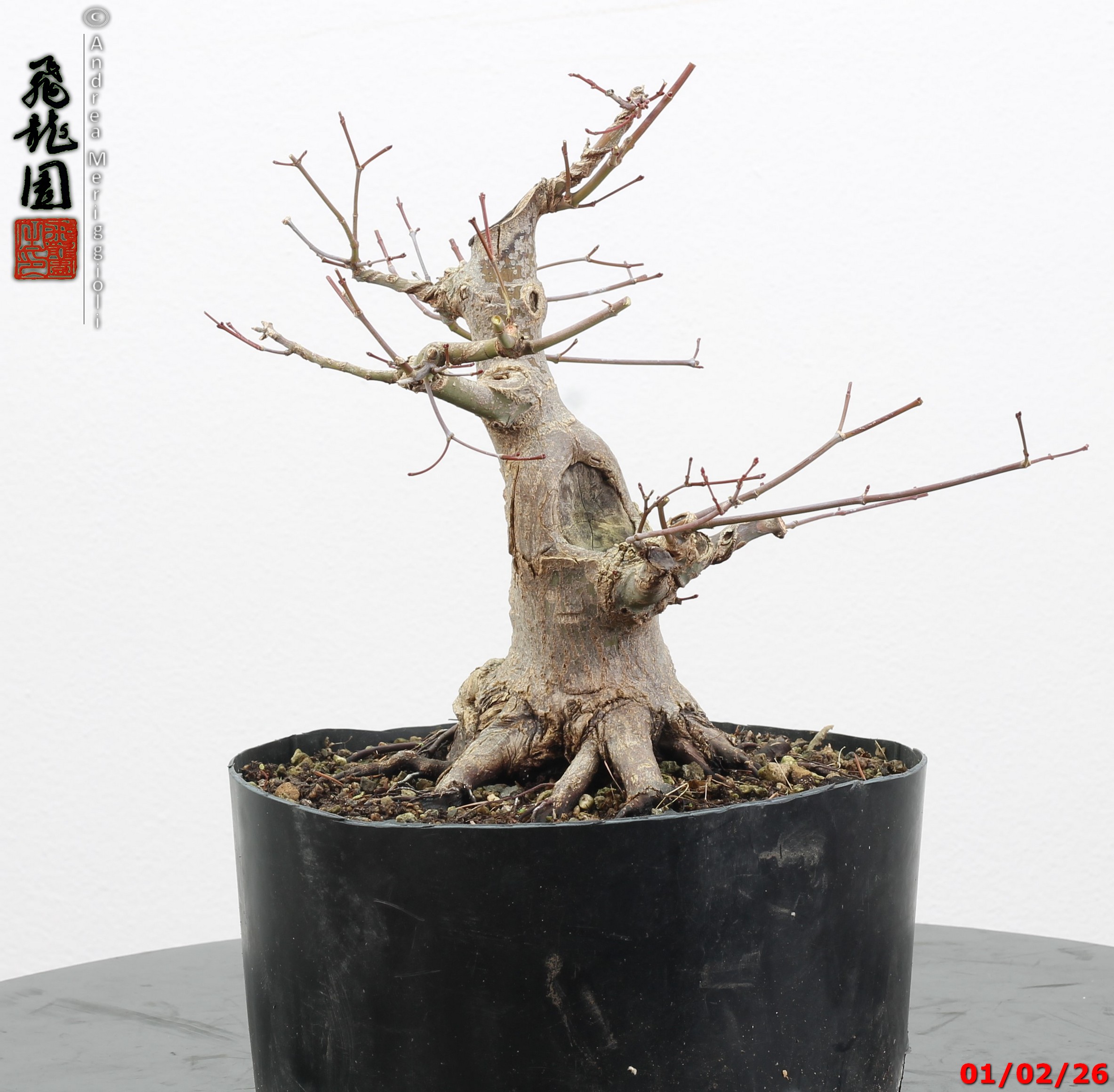 Acer palmatum shohin - immagine 7