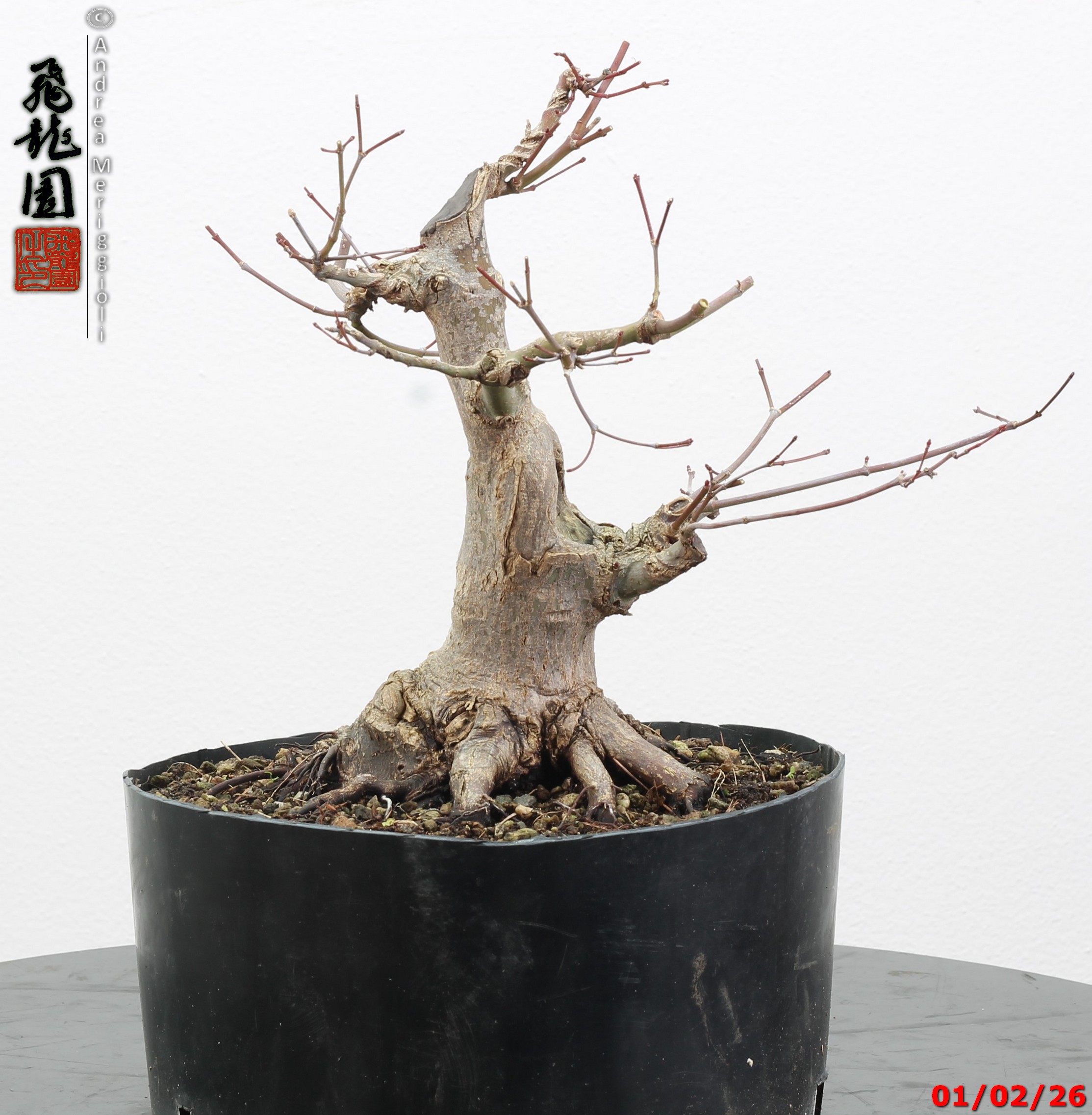 Acer palmatum shohin - immagine 6