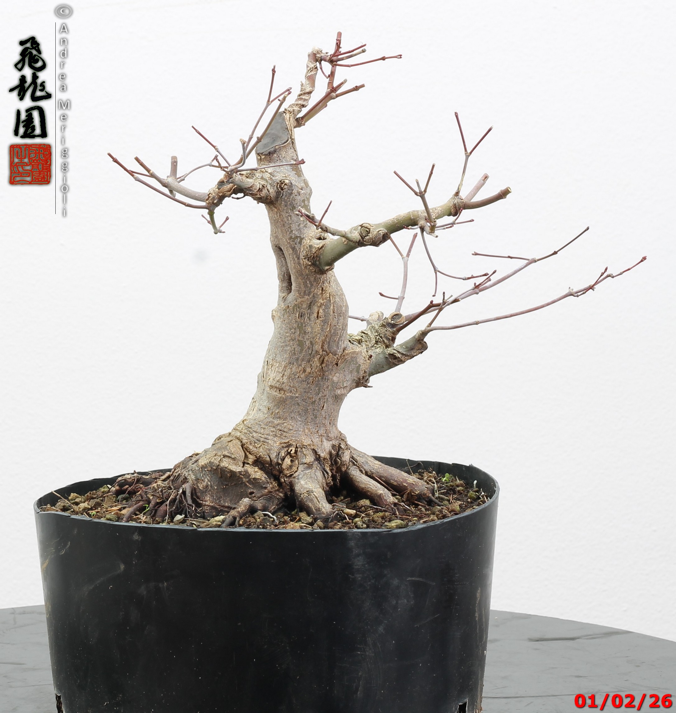 Acer palmatum shohin - immagine 5