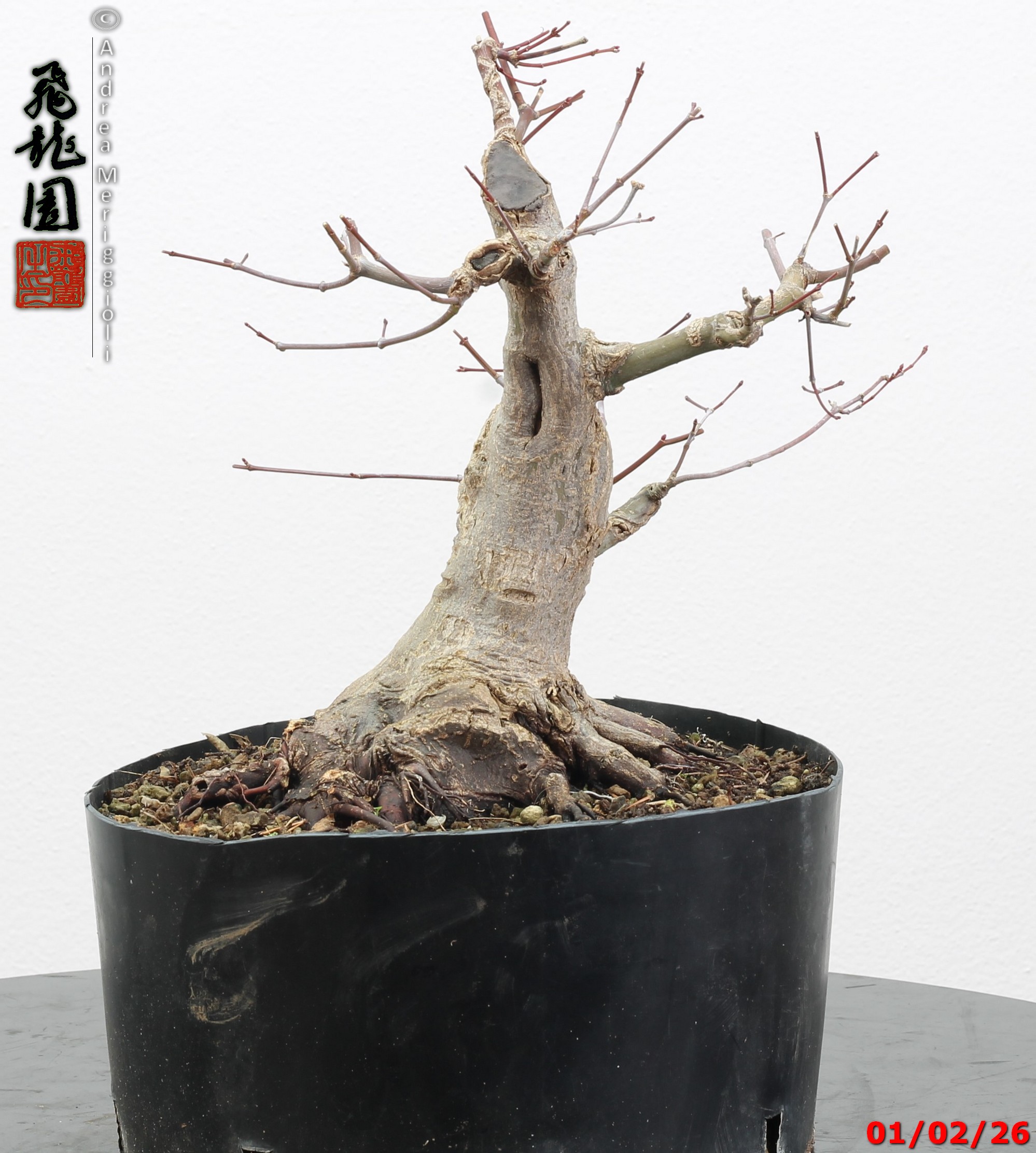 Acer palmatum shohin - immagine 4